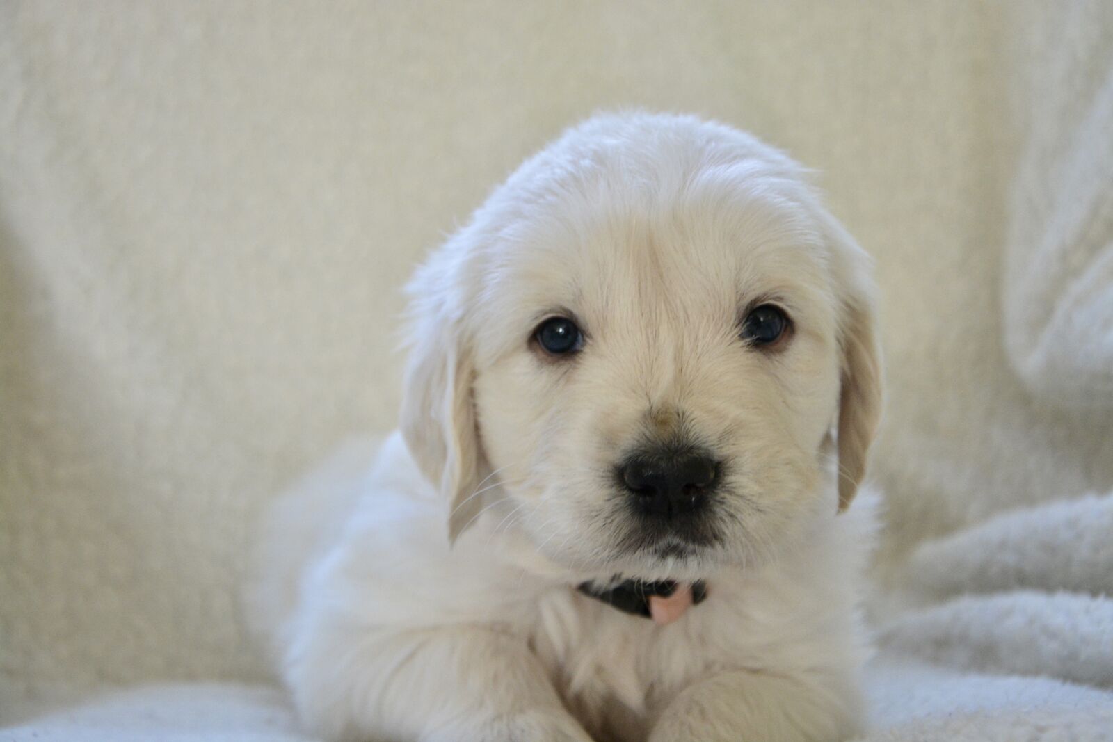 Nikon D5200 sample photo. Golden retriever puppy, pup photography