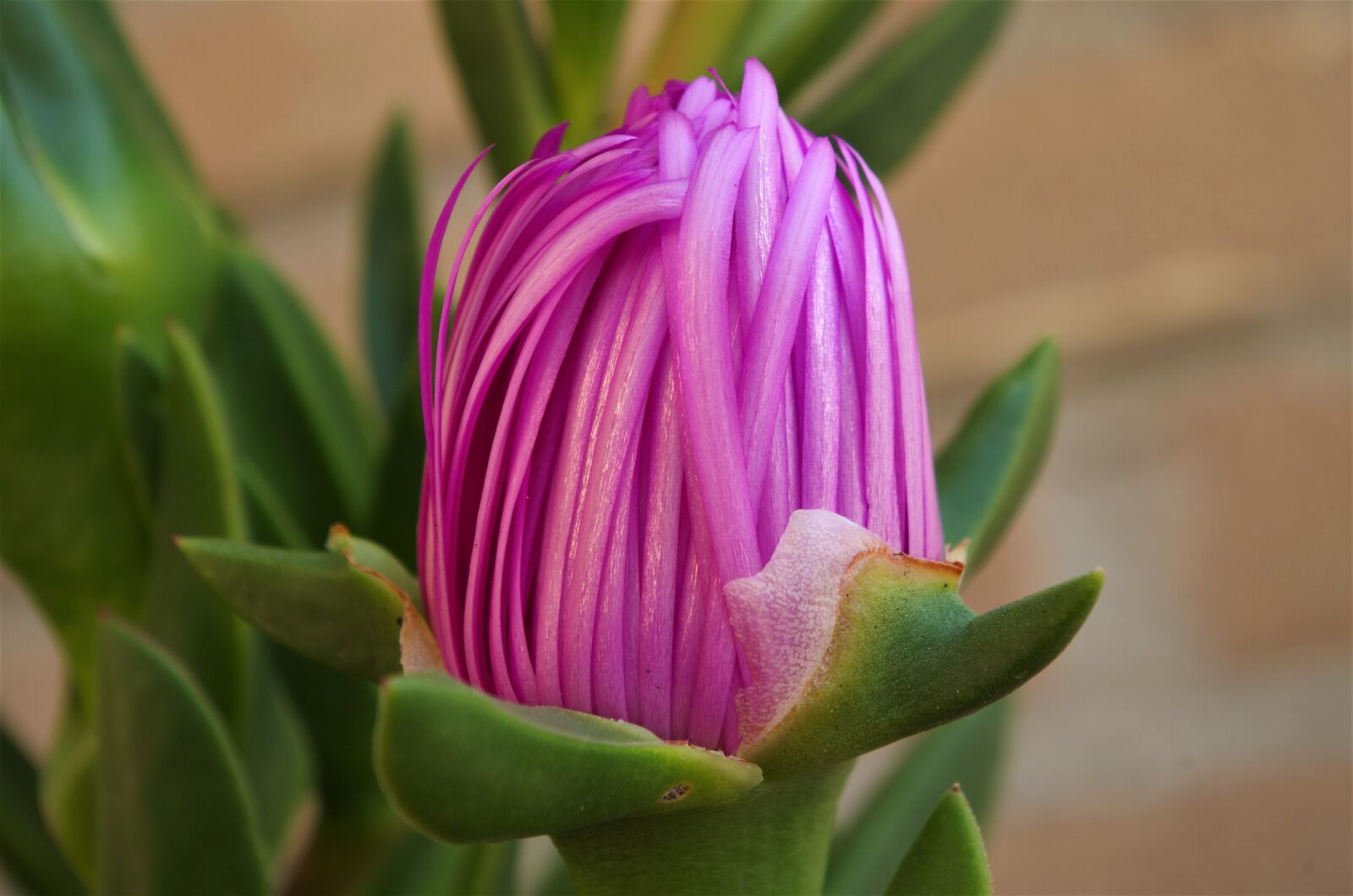 Pentax K-50 sample photo. Flower, spring, macro photography