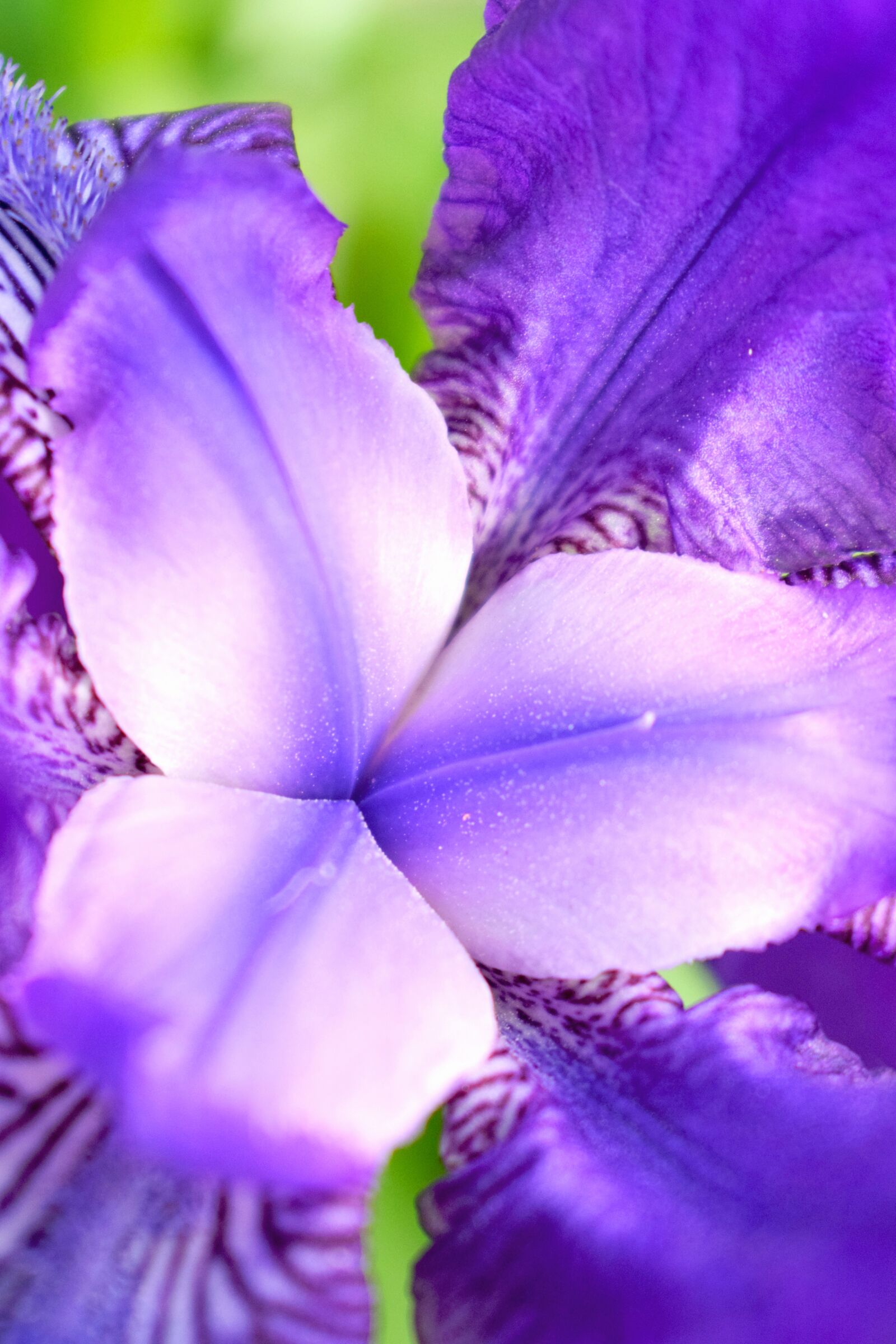 Nikon D3300 sample photo. Flower, macrophoto, macro photography