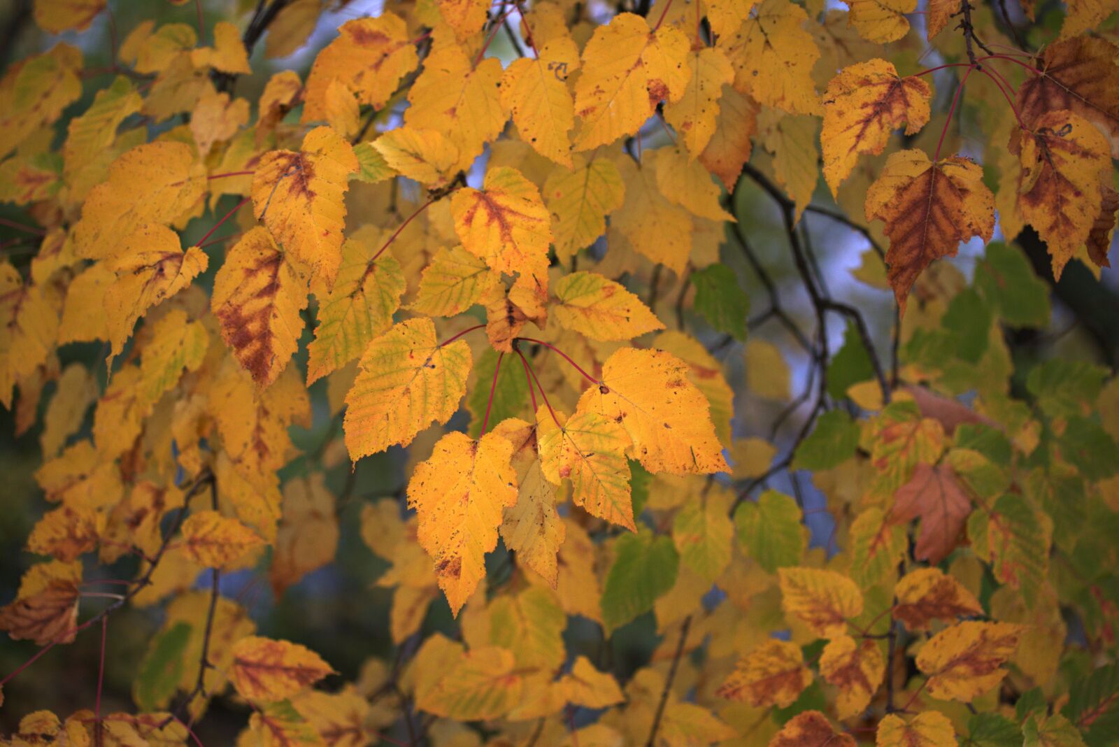 Canon EF-S 60mm F2.8 Macro USM sample photo. Leaves, yellow, casey photography