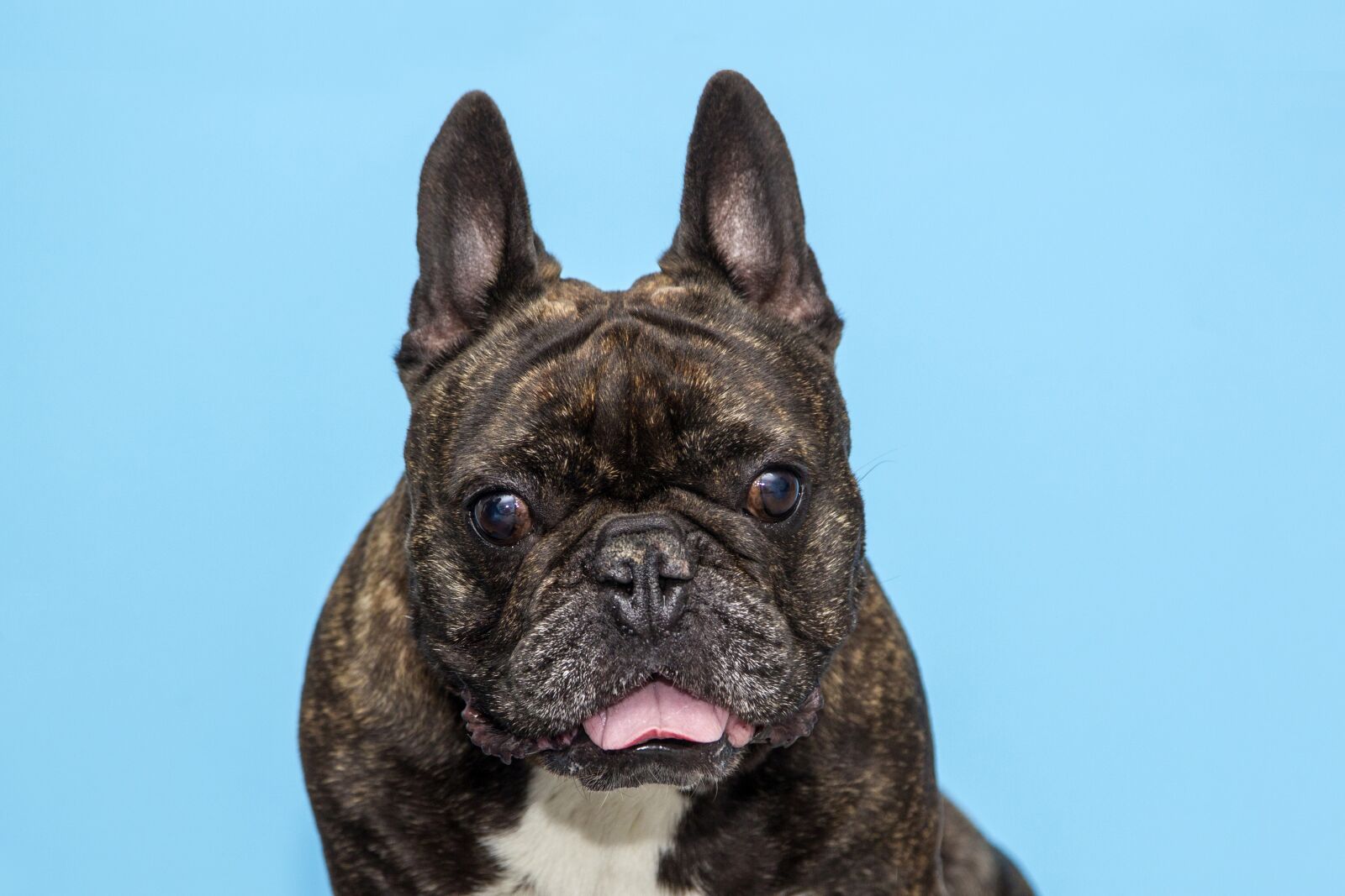 Canon EF 24-105mm F4L IS USM sample photo. French bulldog, dog, pet photography