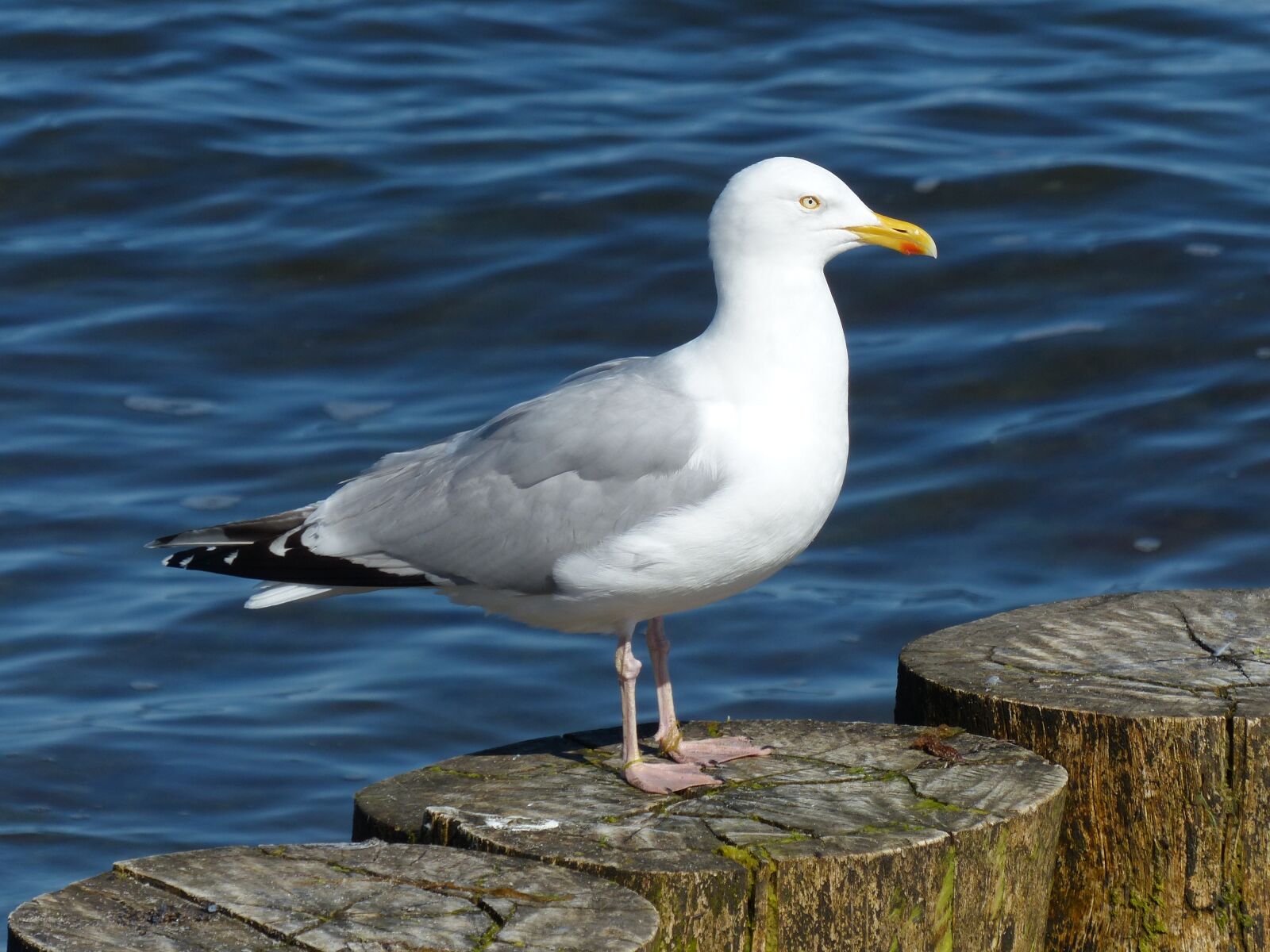 Panasonic Lumix DMC-FZ200 sample photo. Herring gull, larus argentatus photography
