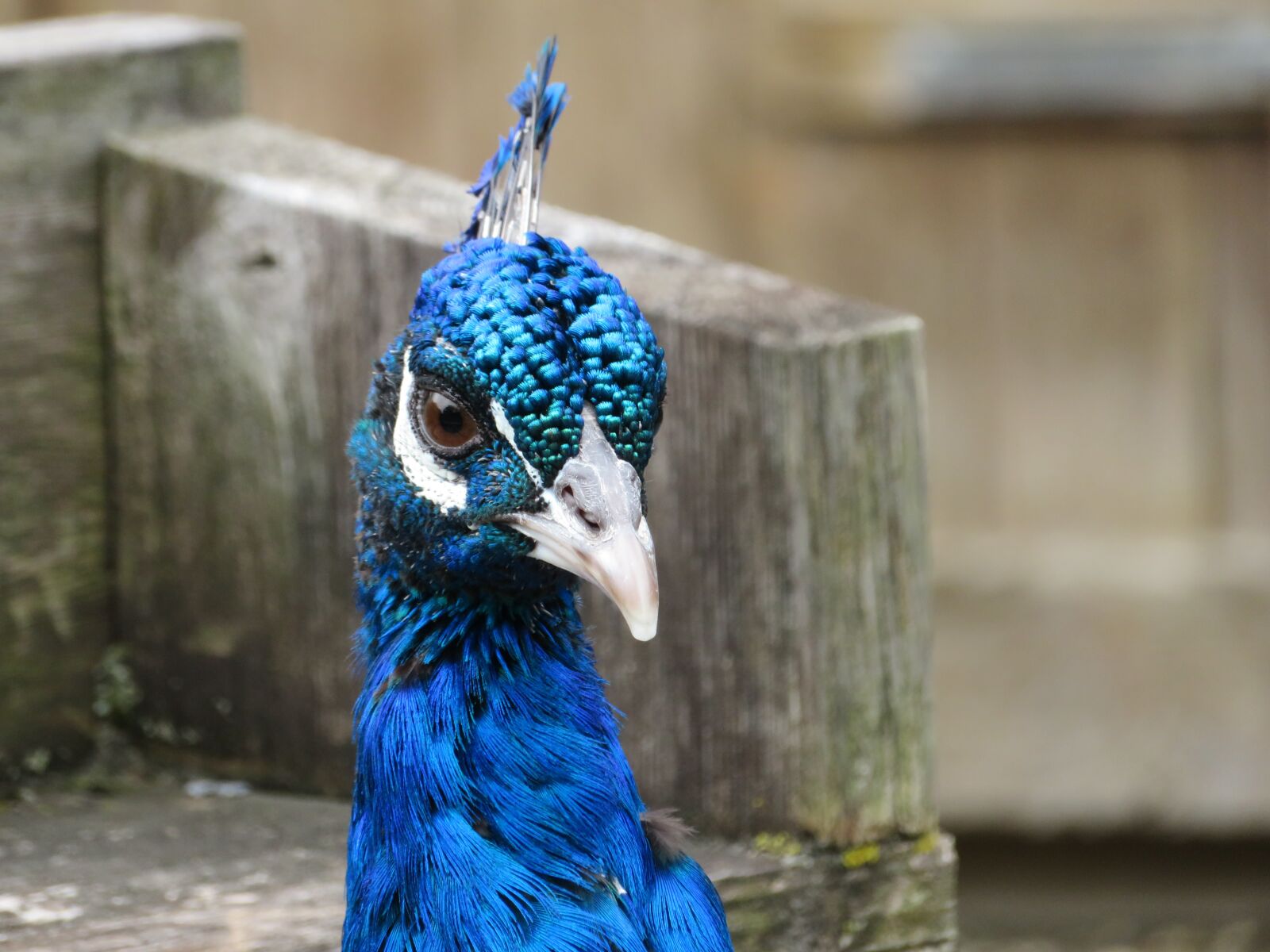 Canon PowerShot SX720 HS sample photo. Peacock, blue, feather photography