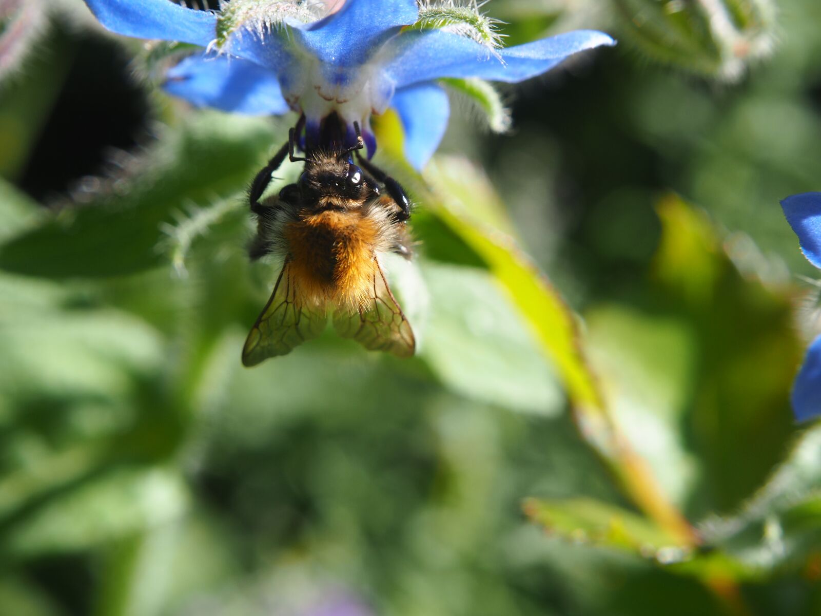 Olympus OM-D E-M10 sample photo. Bee, blossom, bloom photography