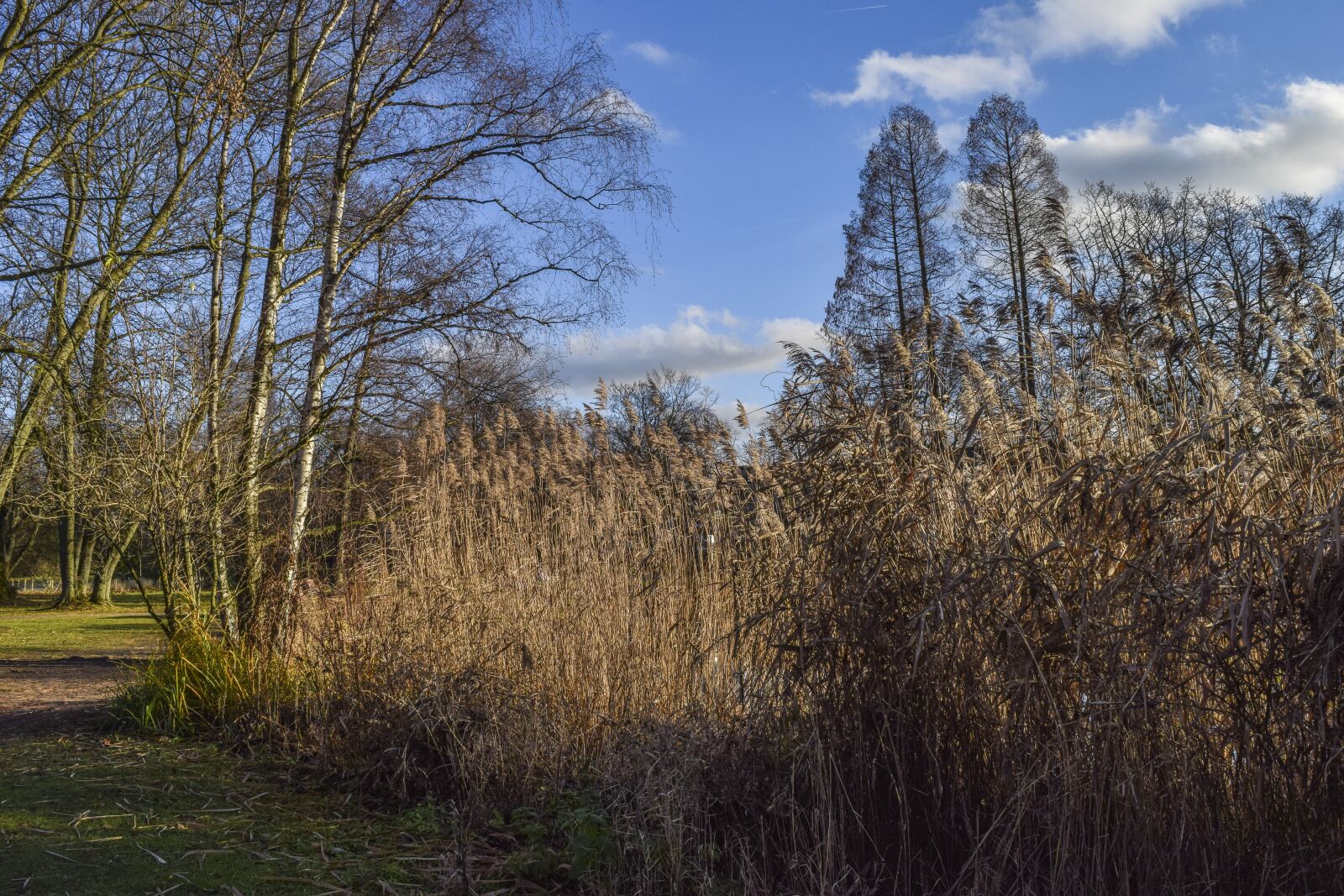 Nikon D3300 sample photo. Forest, landscape, nature photography