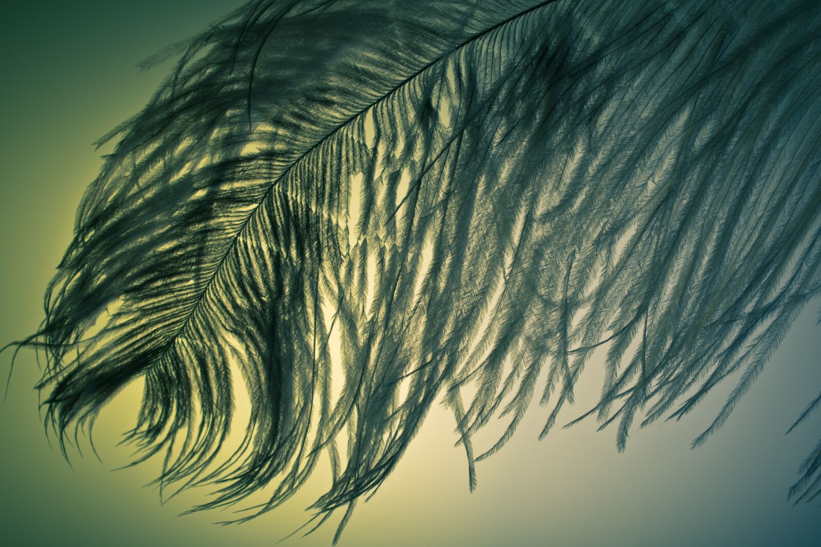 Canon EOS 70D + Canon EF 50mm F2.5 Macro sample photo. Ostrich feather, feather, ease photography