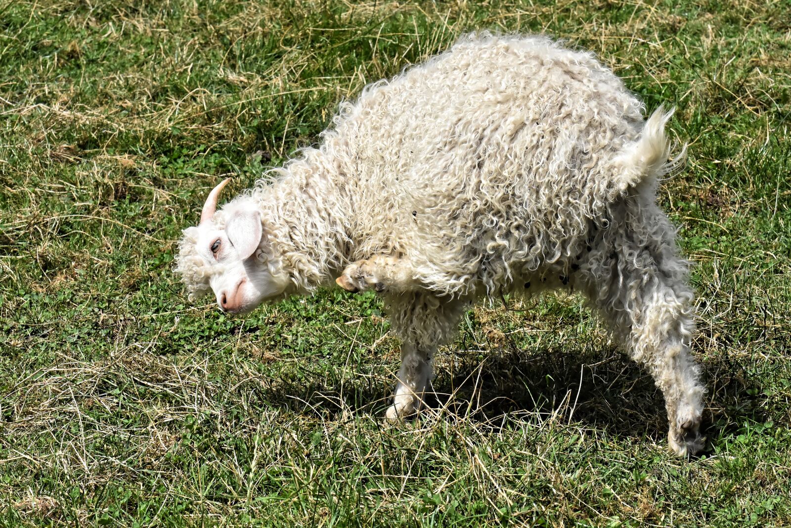 Nikon D7200 sample photo. Goat, cute, scratch photography