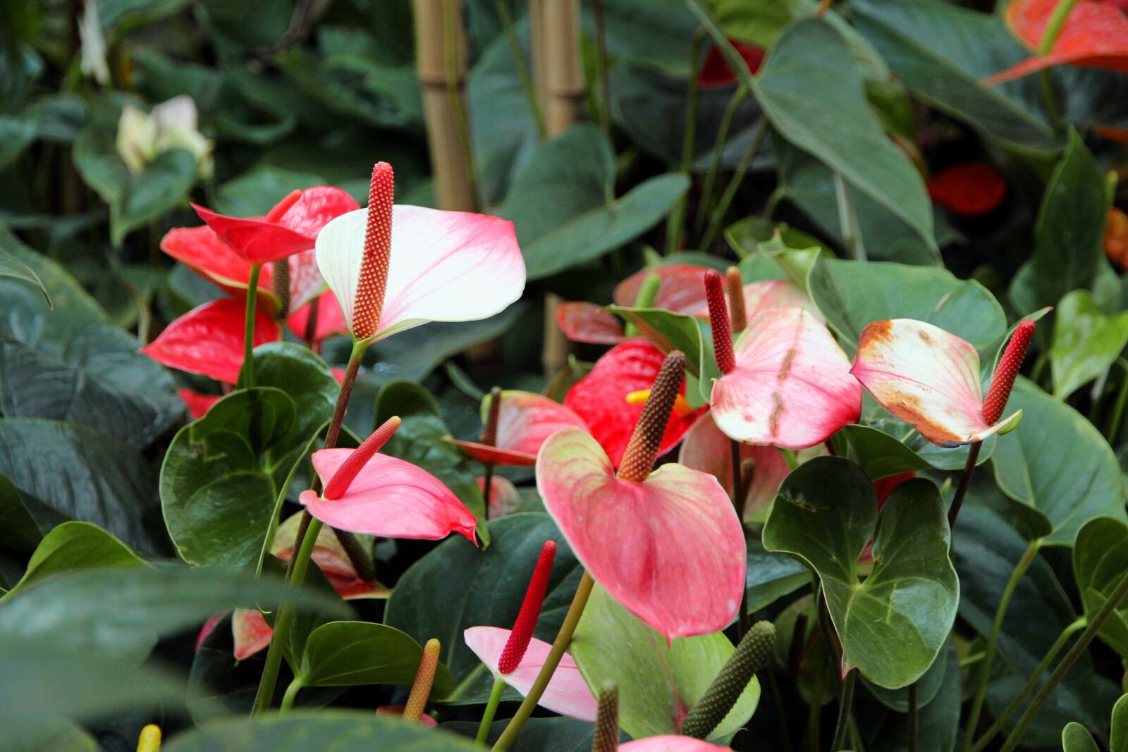 Canon EOS 650D (EOS Rebel T4i / EOS Kiss X6i) sample photo. Anthurium, flower, beautiful flower photography