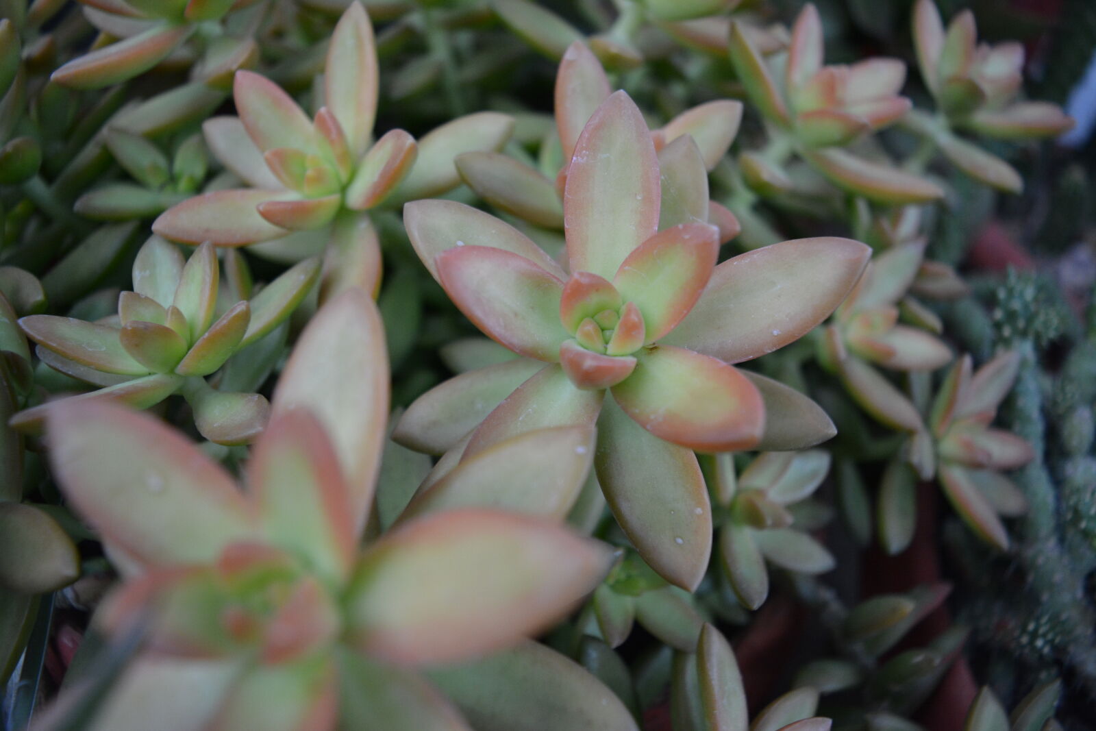 Nikon D5200 sample photo. Green, nature, plants, succulent photography
