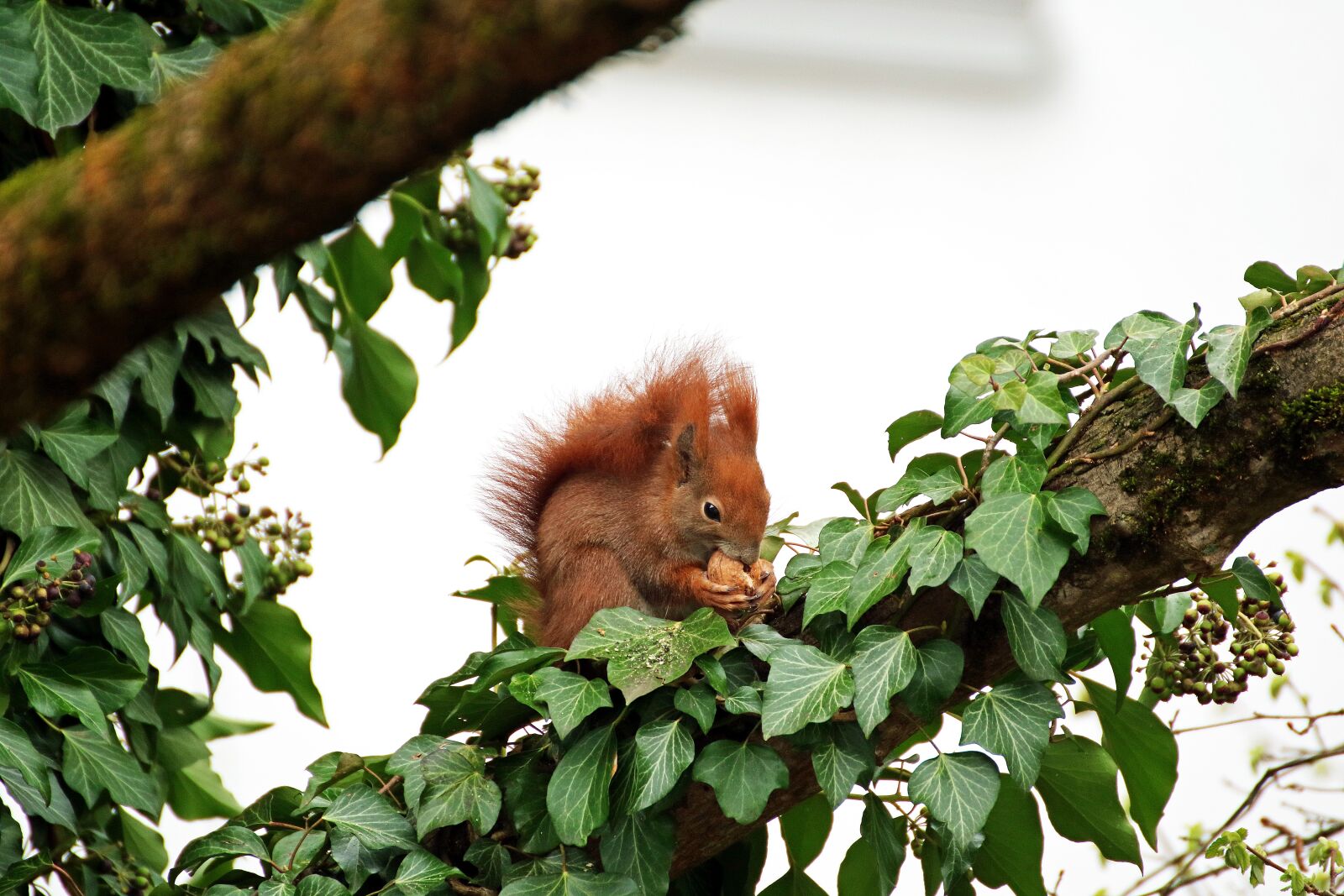 Canon EOS M3 sample photo. Squirrel, rodent, branch photography