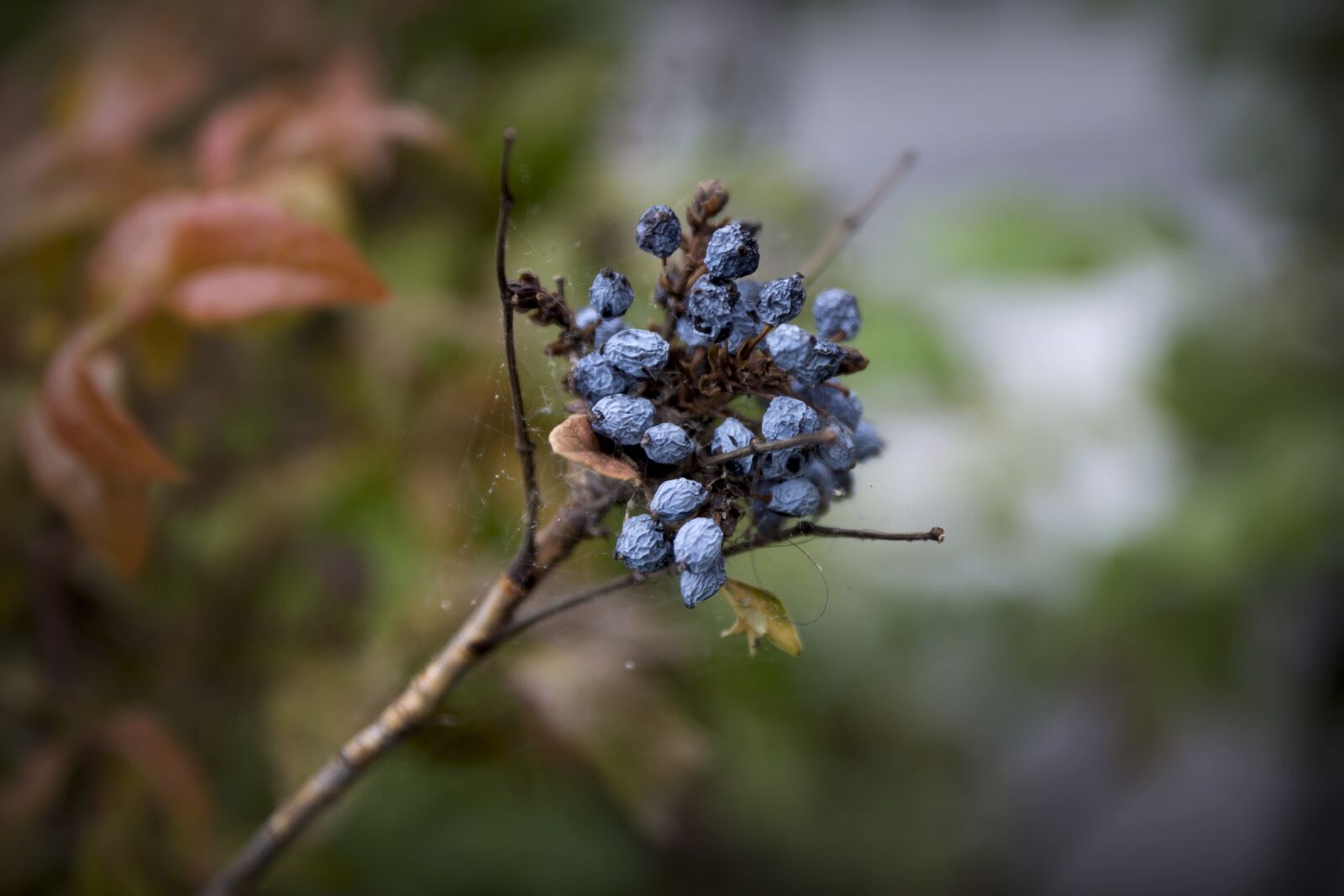 Canon EOS 6D sample photo. Berries, plant, branch photography