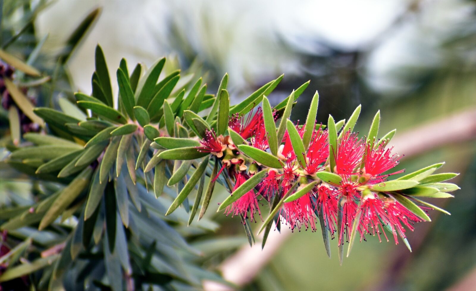 Nikon D5600 sample photo. Red bottlebrush, callistemon, plant photography