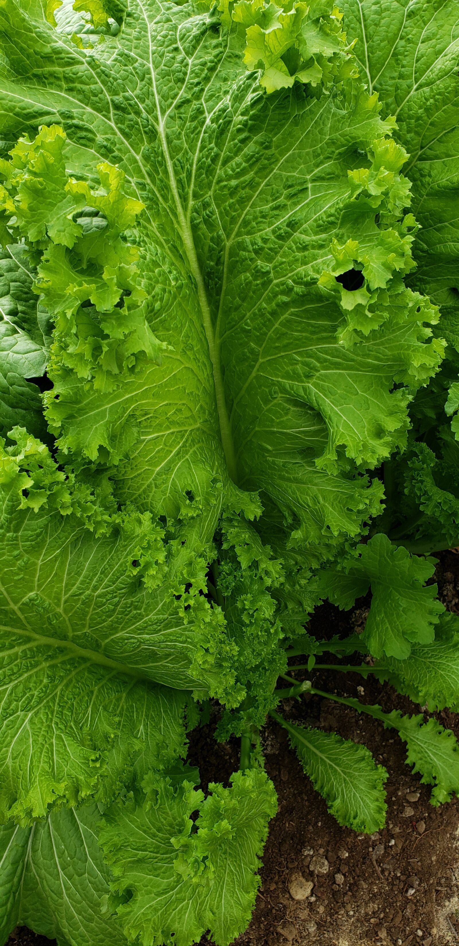 Samsung Galaxy S9 sample photo. Mustard greens, organic, asian photography