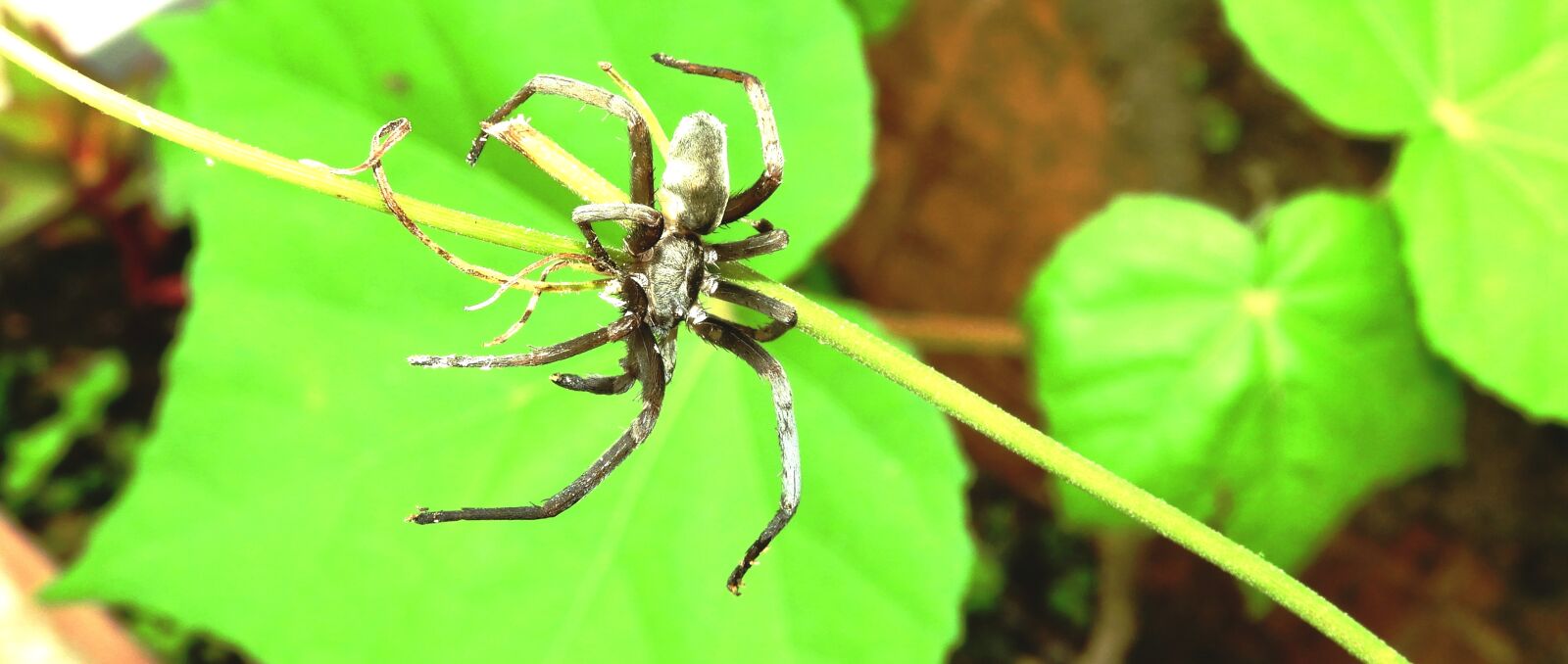 Nikon Coolpix B700 sample photo. Macro, insect, garden photography