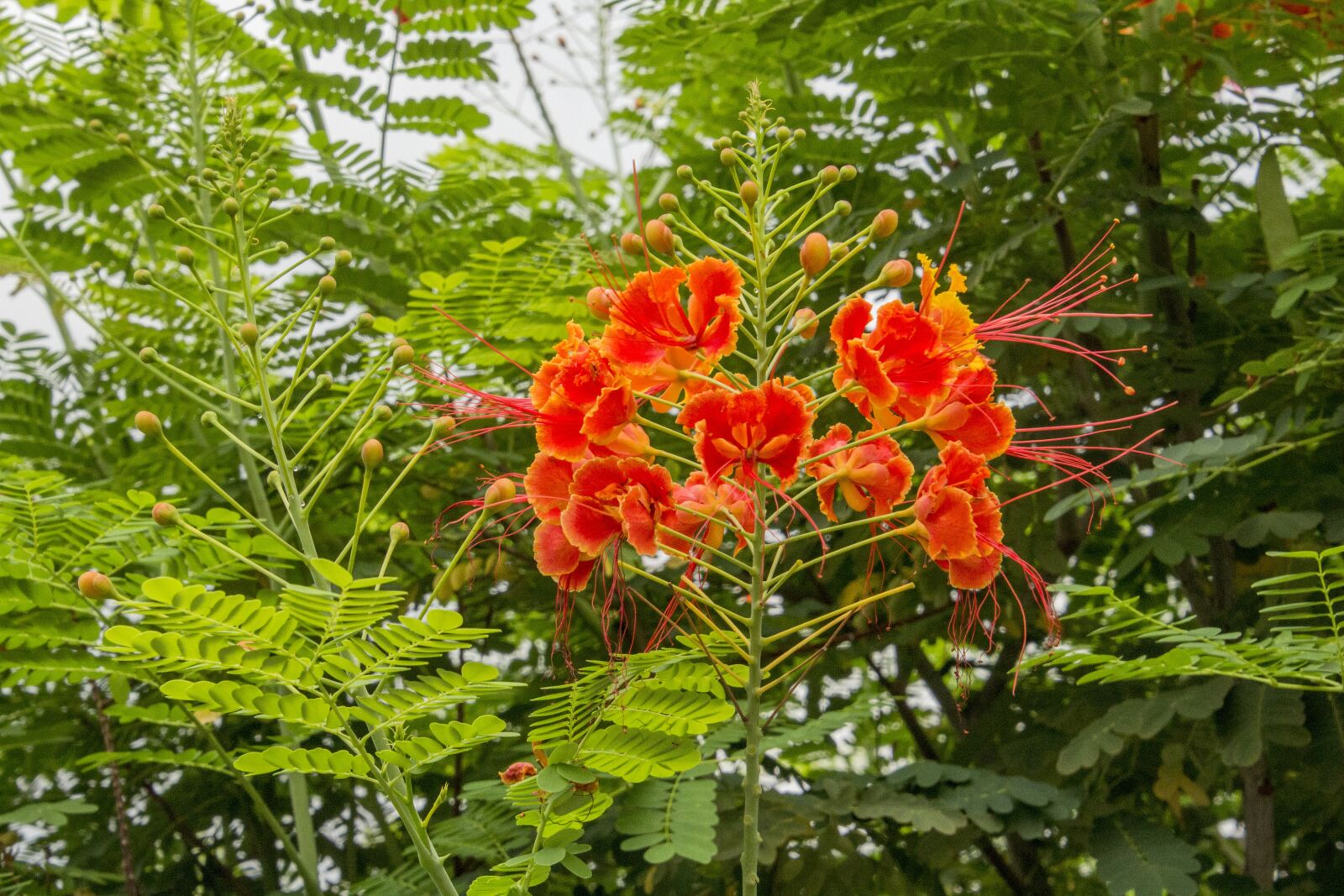 Canon EOS 700D (EOS Rebel T5i / EOS Kiss X7i) sample photo. Flamboyant, flower, flowers photography