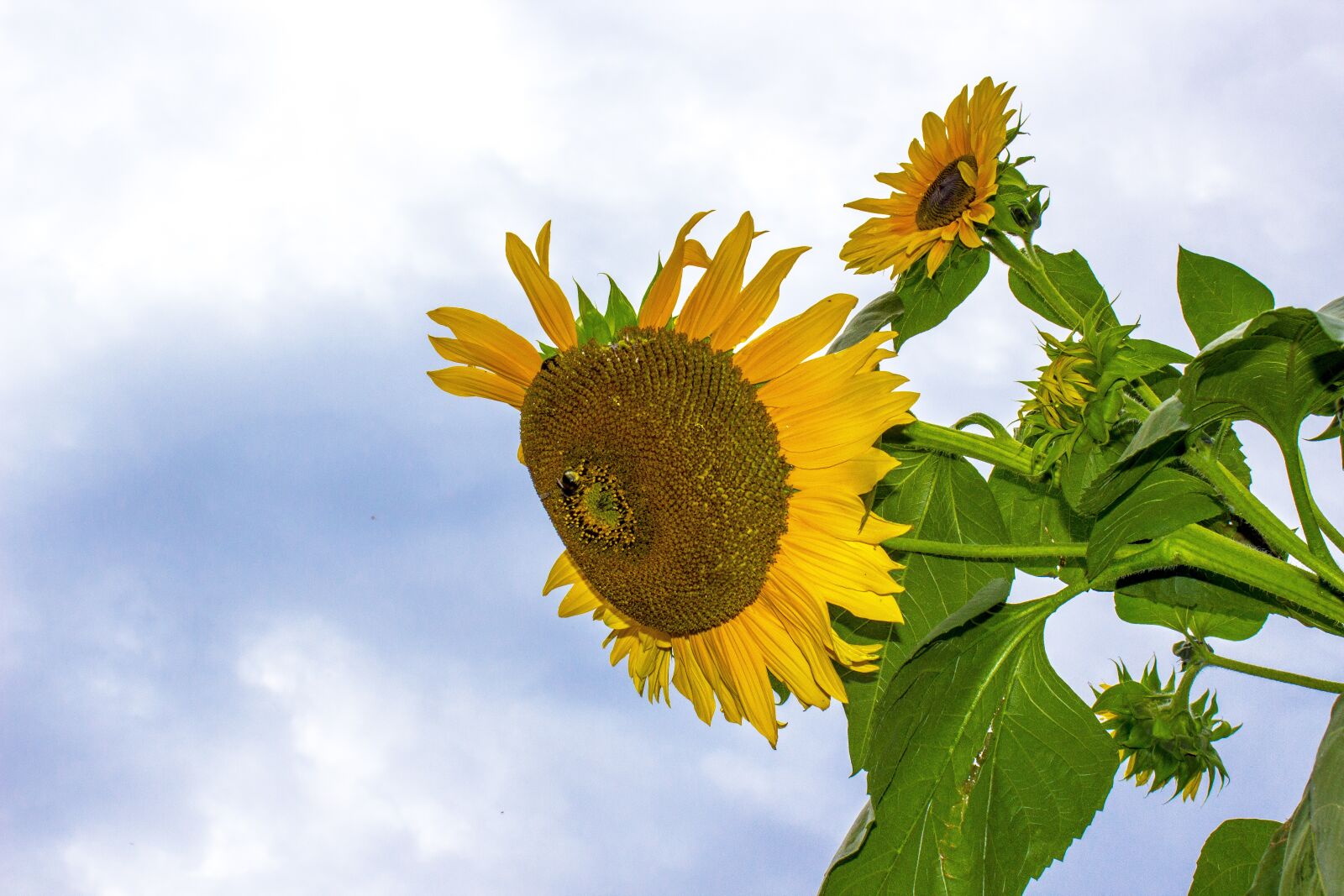 Canon EOS 600D (Rebel EOS T3i / EOS Kiss X5) sample photo. Sunnflowers, blue sky, plant photography