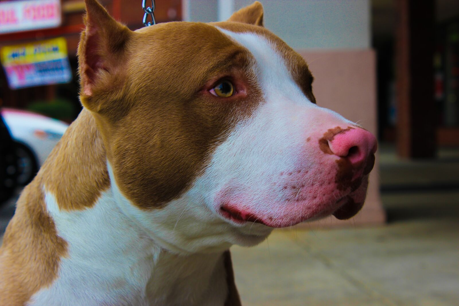 Canon EOS 600D (Rebel EOS T3i / EOS Kiss X5) sample photo. Dog, pet, canine photography