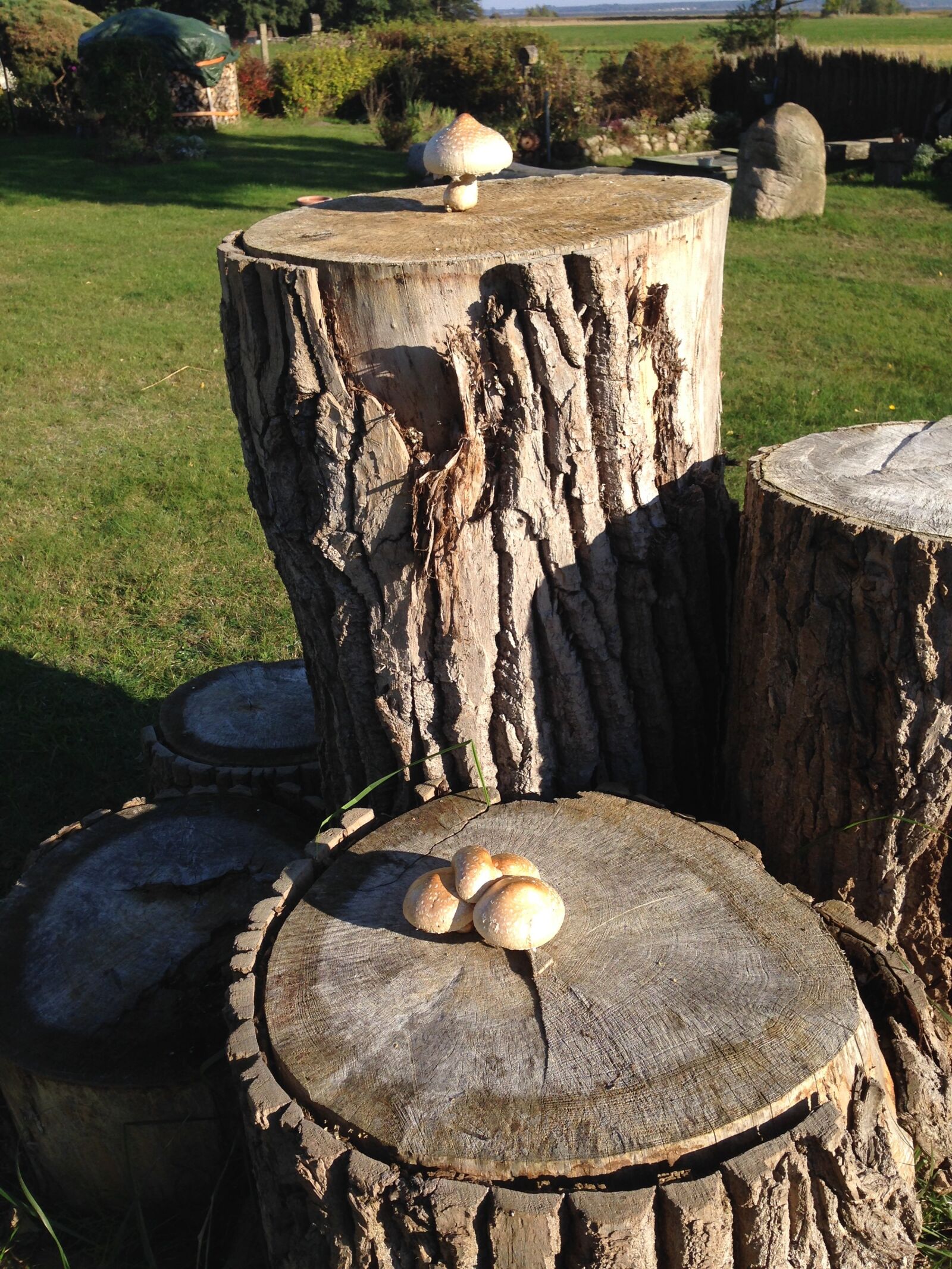 Apple iPhone 5 sample photo. Nature, mushrooms, log photography