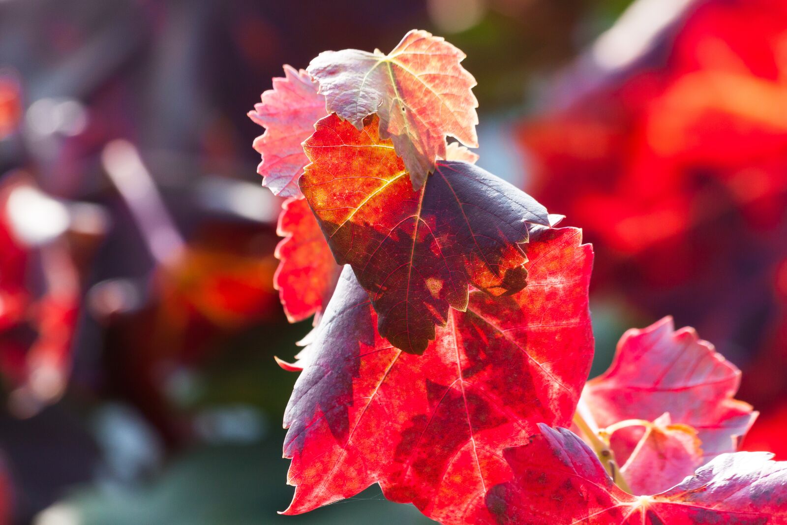 Canon EOS 50D sample photo. Wine, leaf, wine harvest photography