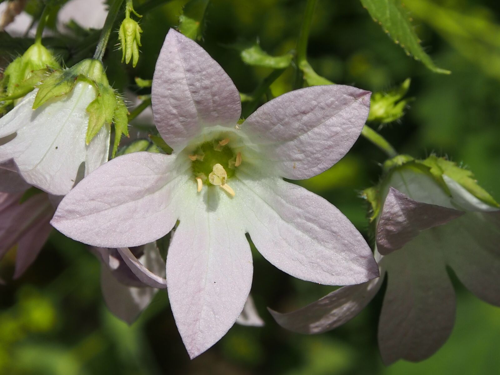 Olympus OM-D E-M5 sample photo. Flower, summer, garden photography