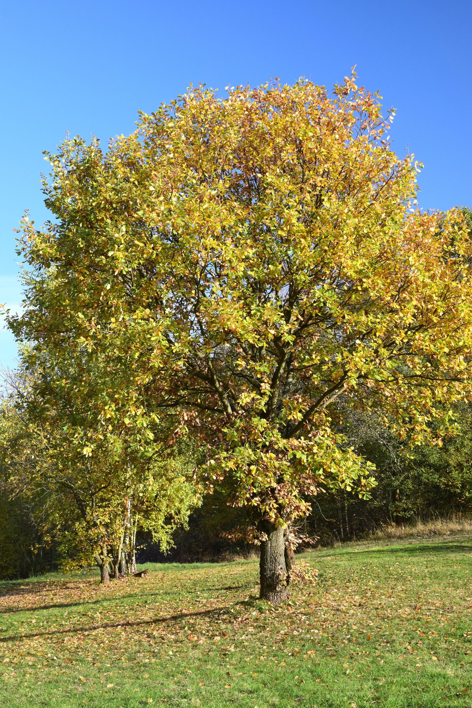 Nikon D5300 sample photo. Deciduous tree, autumn, innermost photography