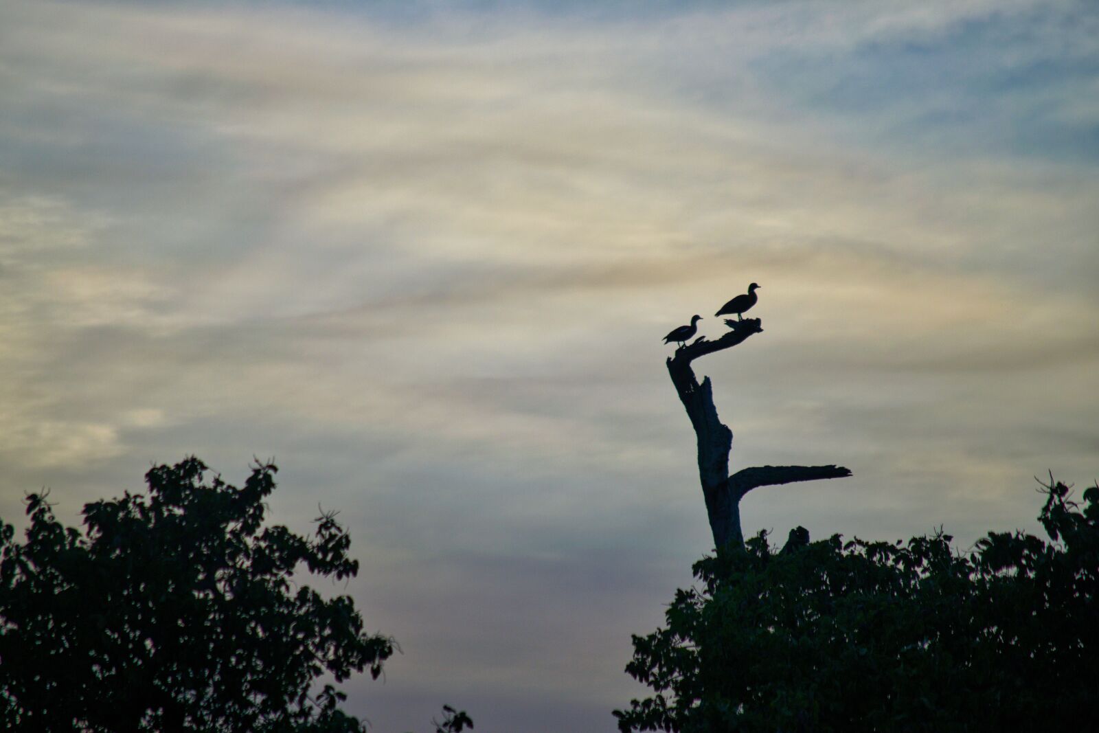 Nikon D3300 sample photo. Morning, dawn, ducks photography