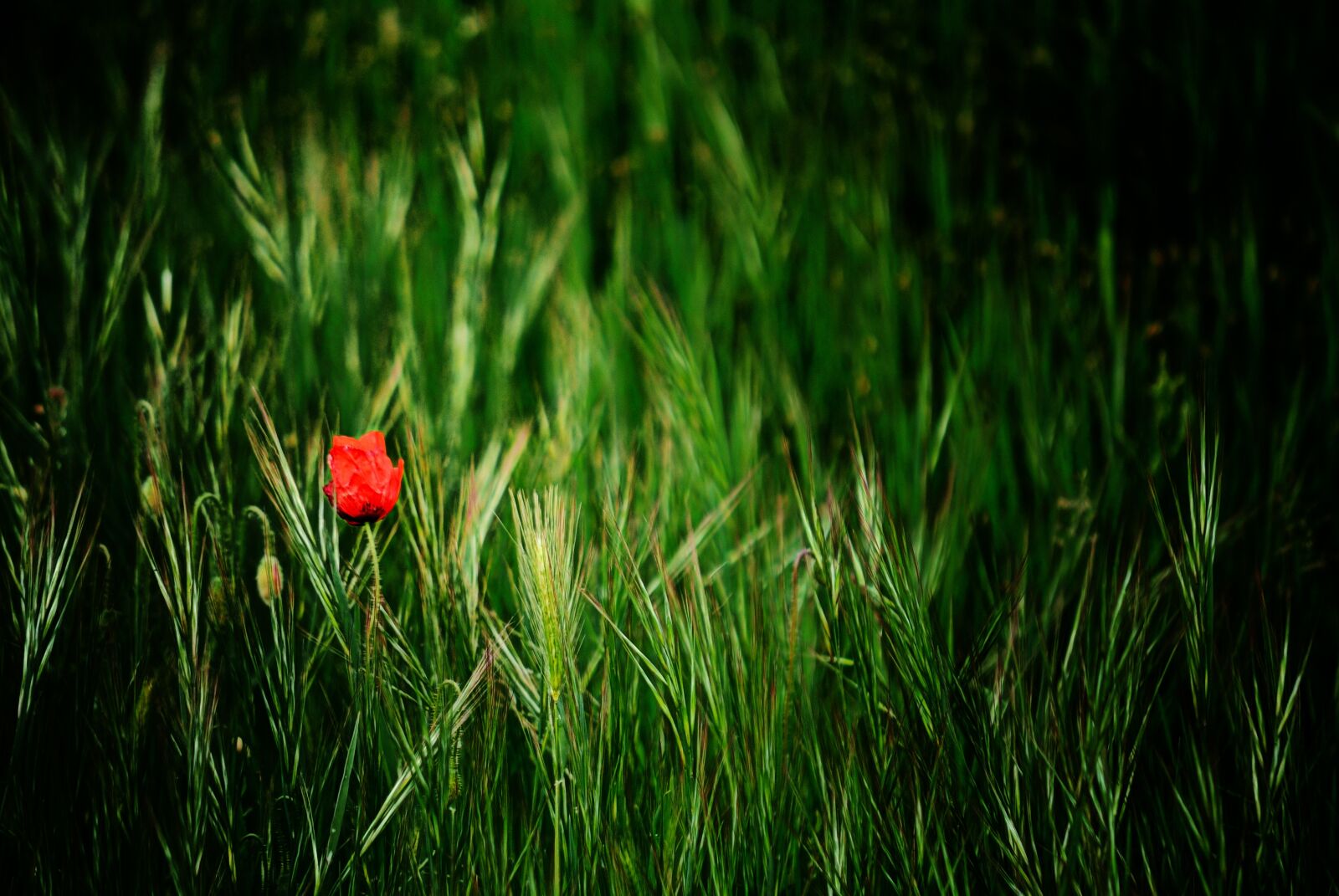 Nikon D60 sample photo. Lawn, nature, field photography
