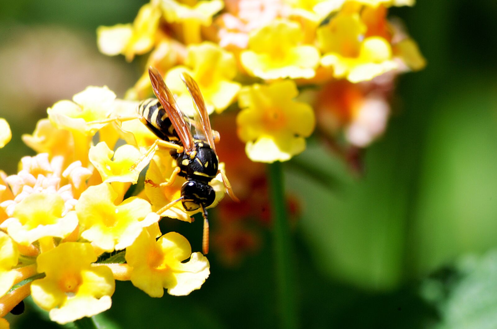 Nikon D5100 sample photo. Wasp, insect, nature photography