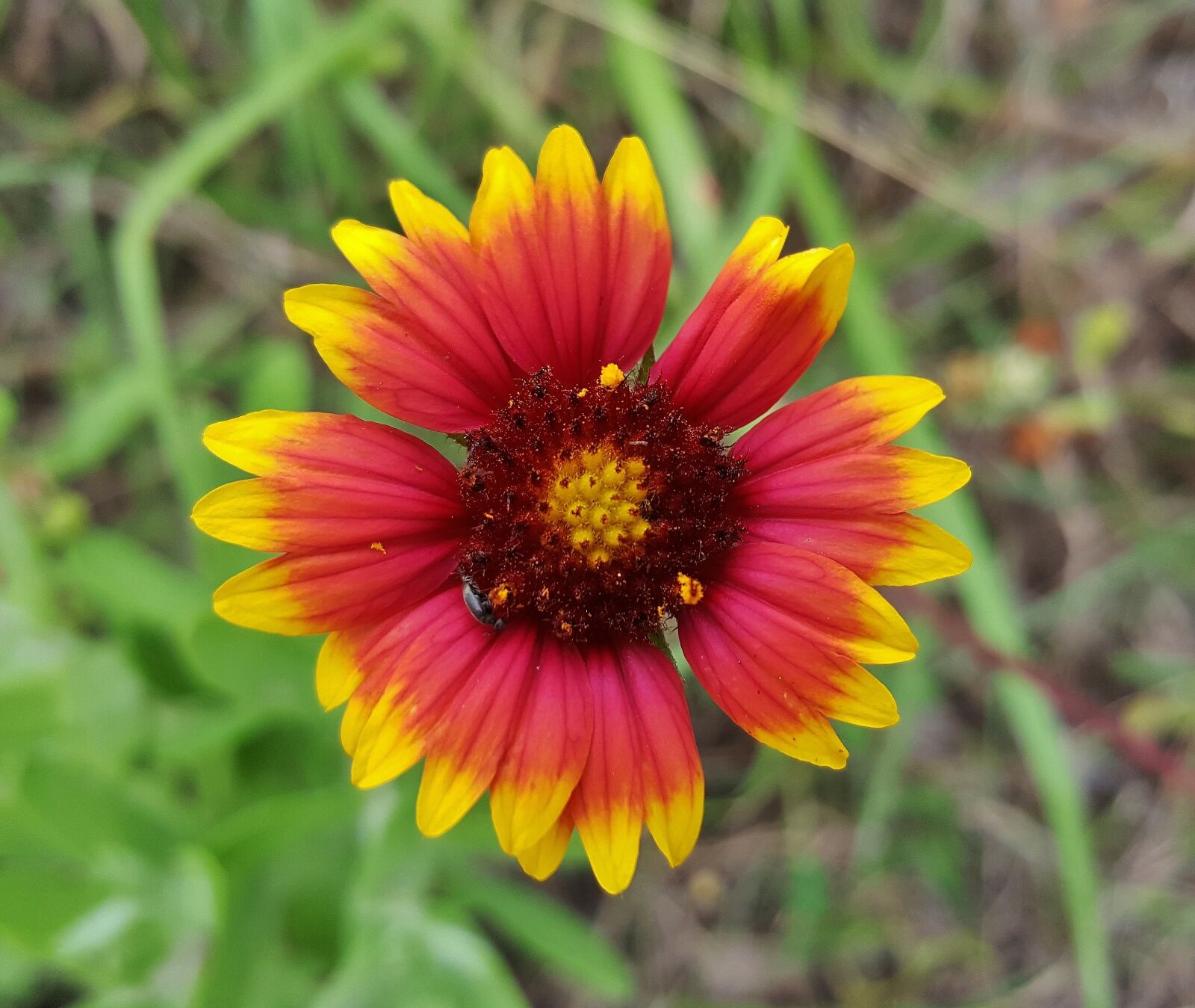 Samsung Galaxy Note5 sample photo. Blanket flower, flower, firewheel photography