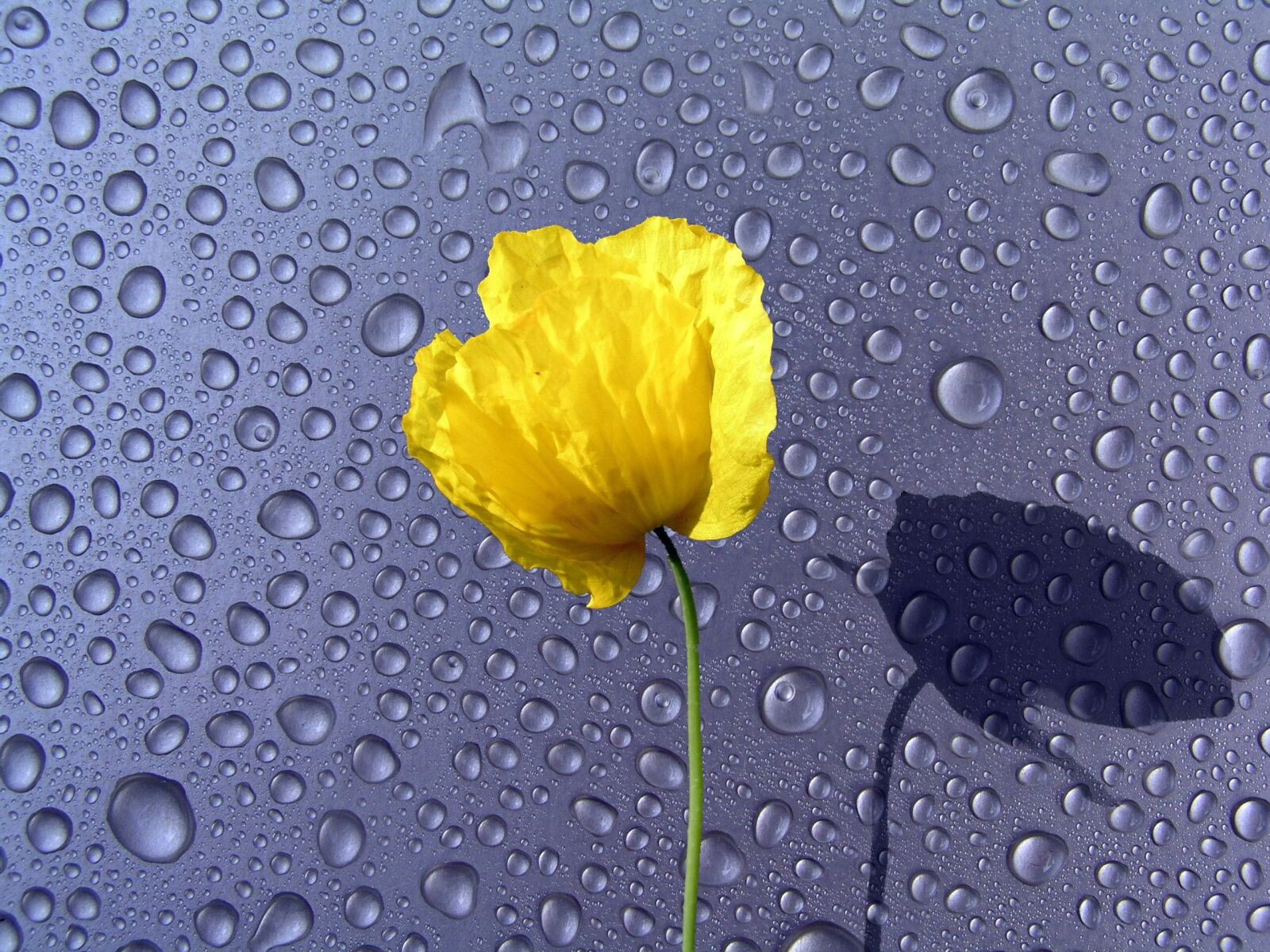 Olympus C5050Z sample photo. Waterdrops, flower, background photography