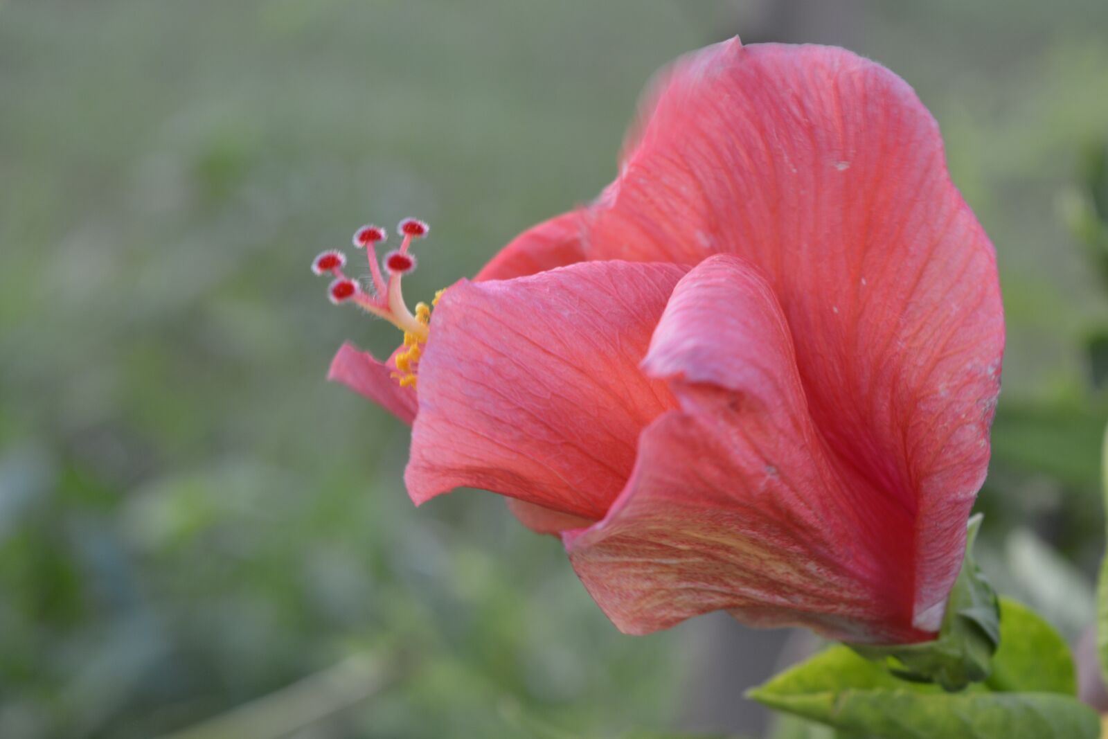 Nikon D5200 sample photo. Hibiscus, red, flower photography
