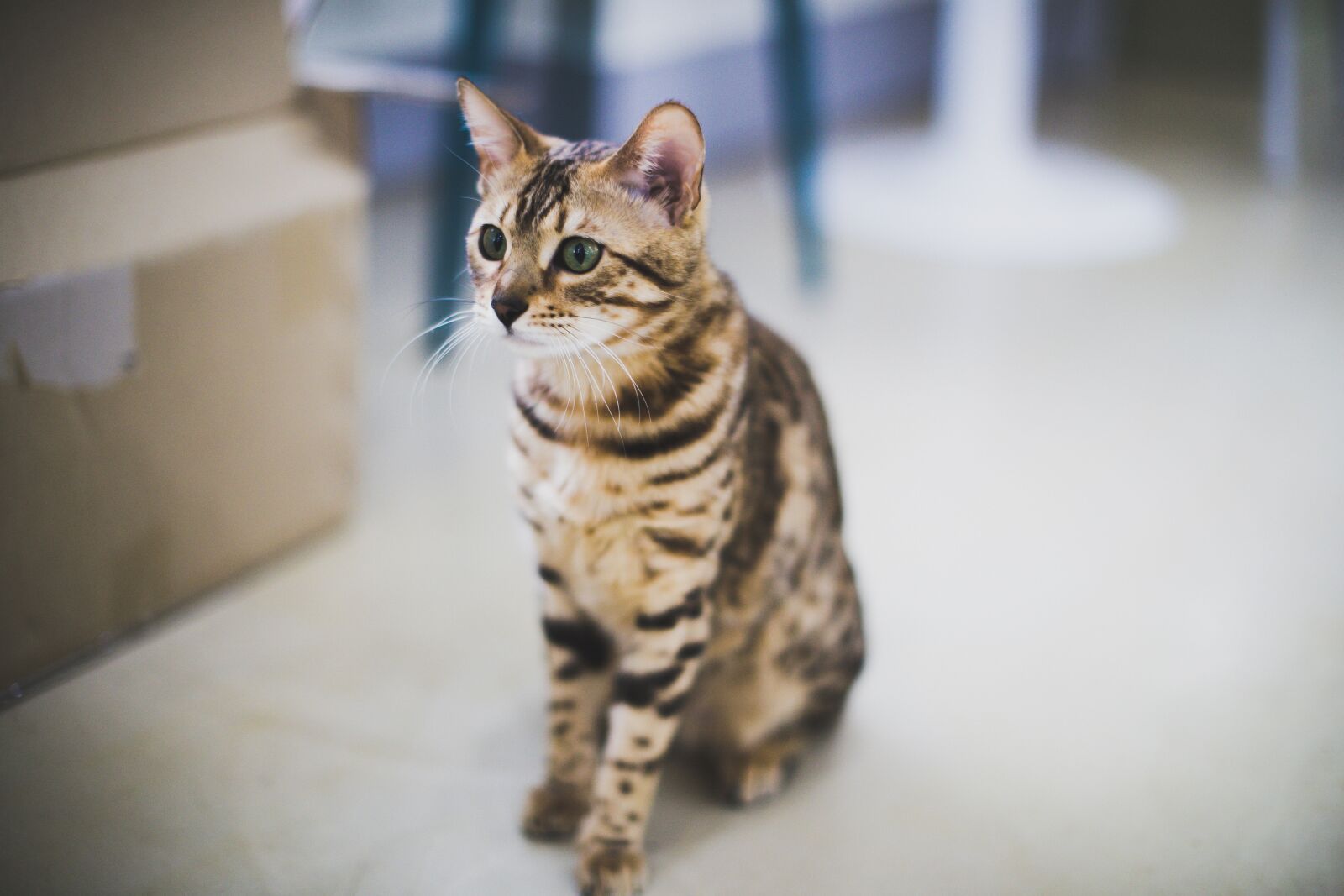 Canon EF 50mm F1.2L USM sample photo. Cat, cute, animail photography