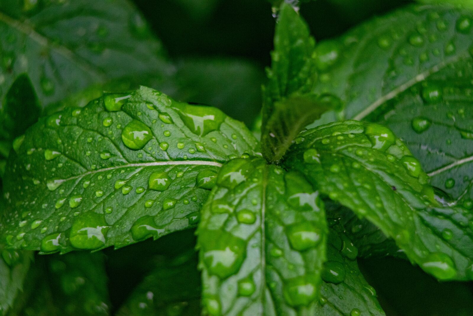 Nikon D3300 sample photo. Mint, water droplets, nature photography