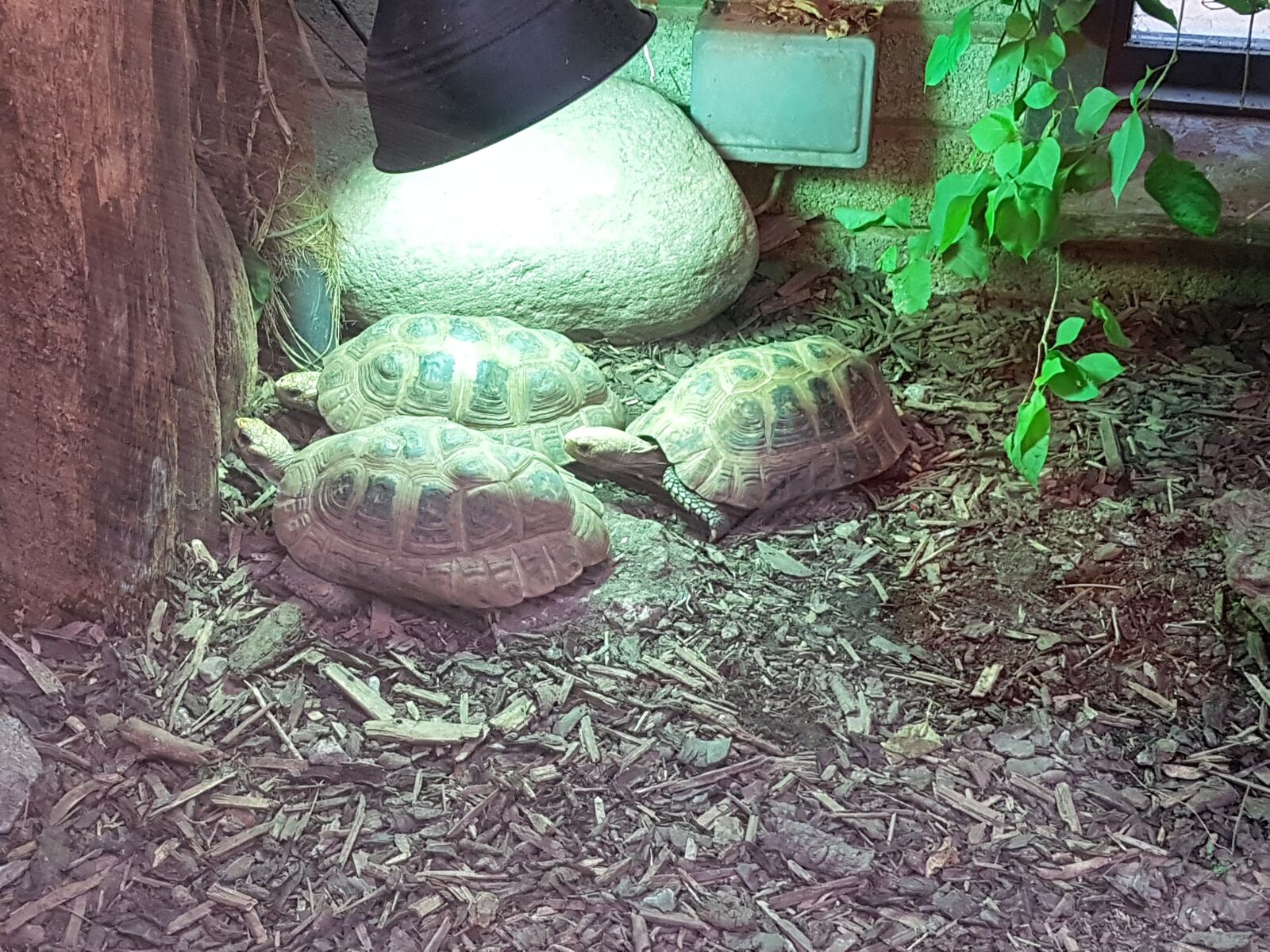 Samsung Galaxy S7 sample photo. Turtles, tortoise, zoo photography