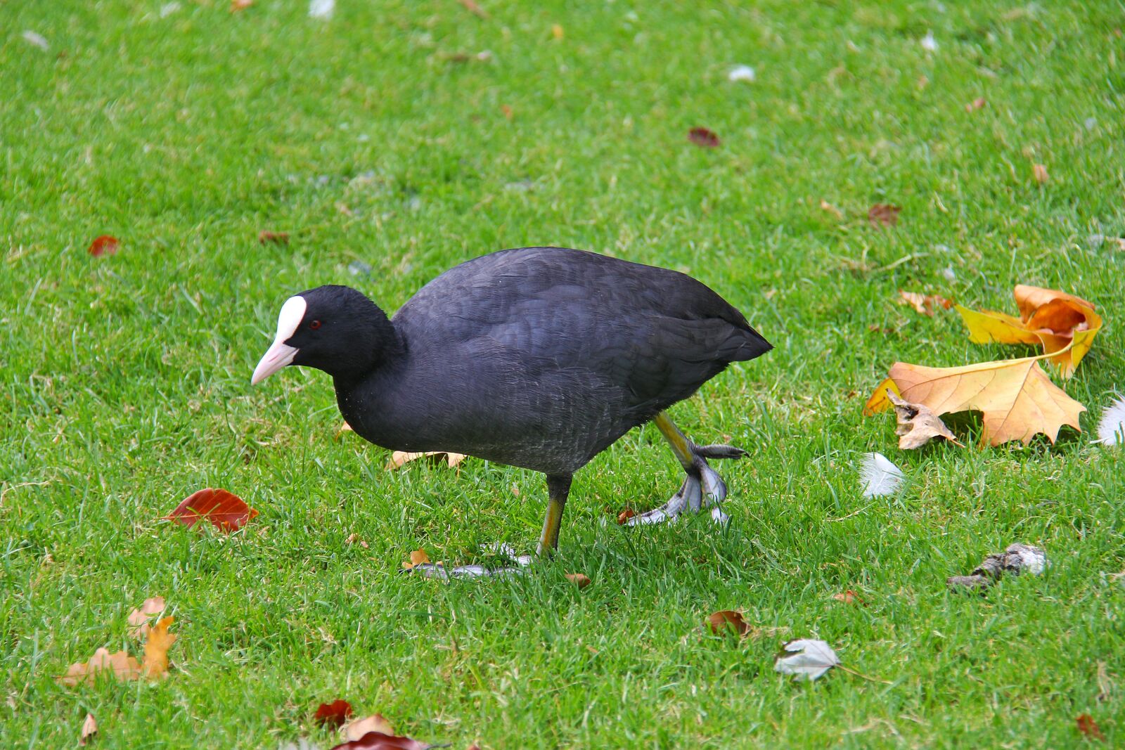 Canon EF-S 18-200mm F3.5-5.6 IS sample photo. Coot, bird, black photography