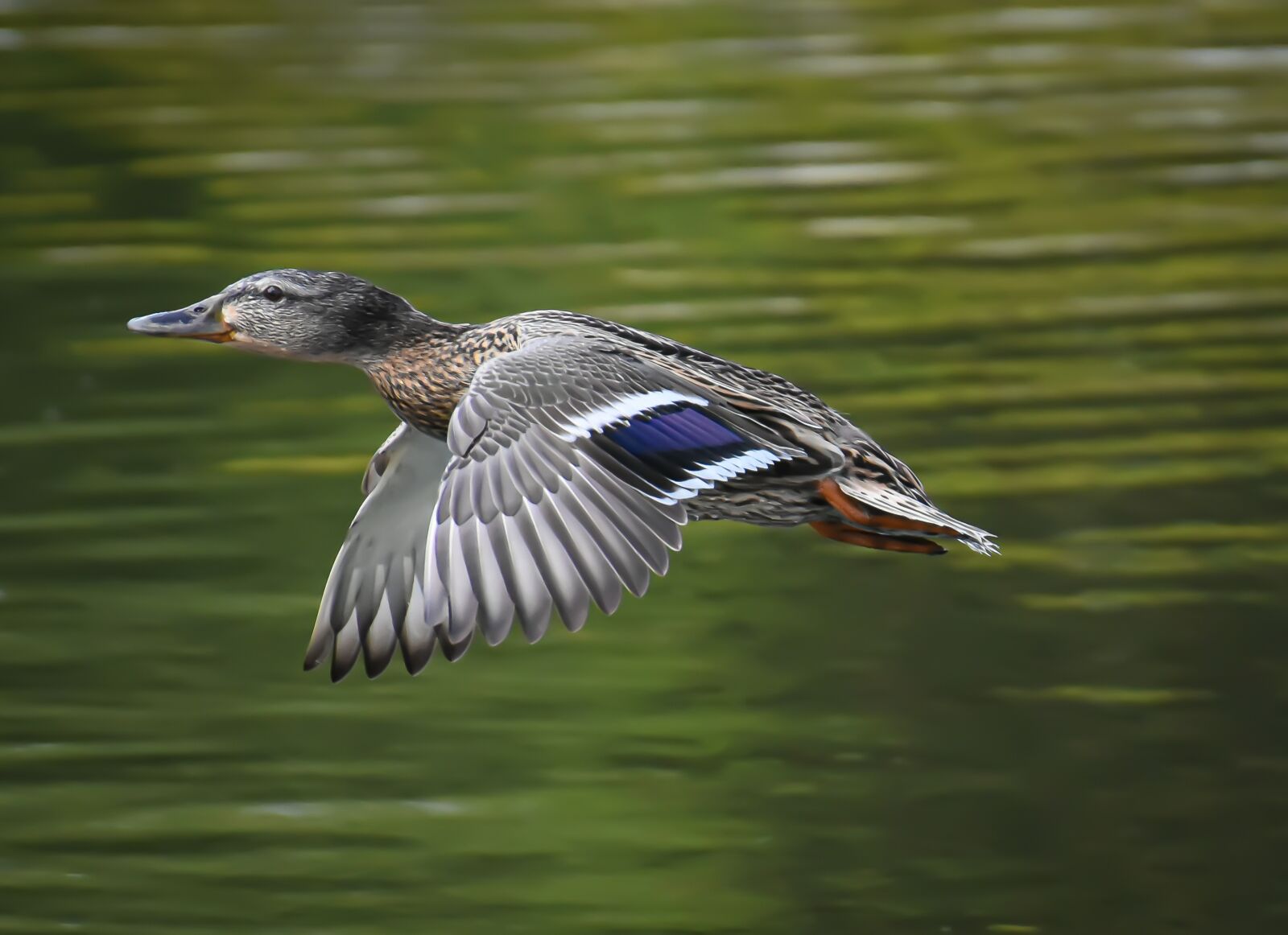 Nikon D7200 sample photo. Mallard, drake, flying photography