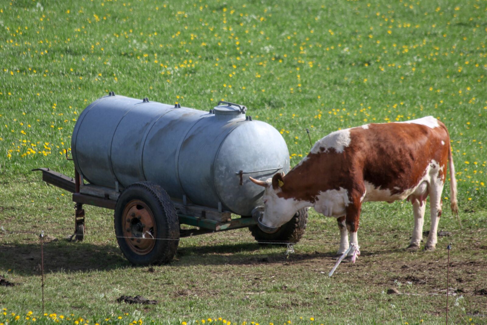 Canon EOS 5D Mark II + Canon EF 70-300mm F4-5.6 IS USM sample photo. Cow, water, coupling photography
