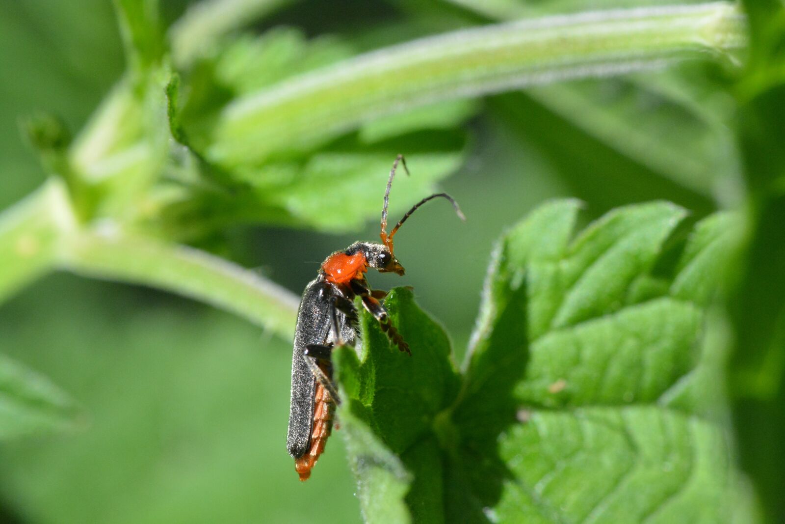Nikon D5200 sample photo. Soldier beetle, beetle, red photography