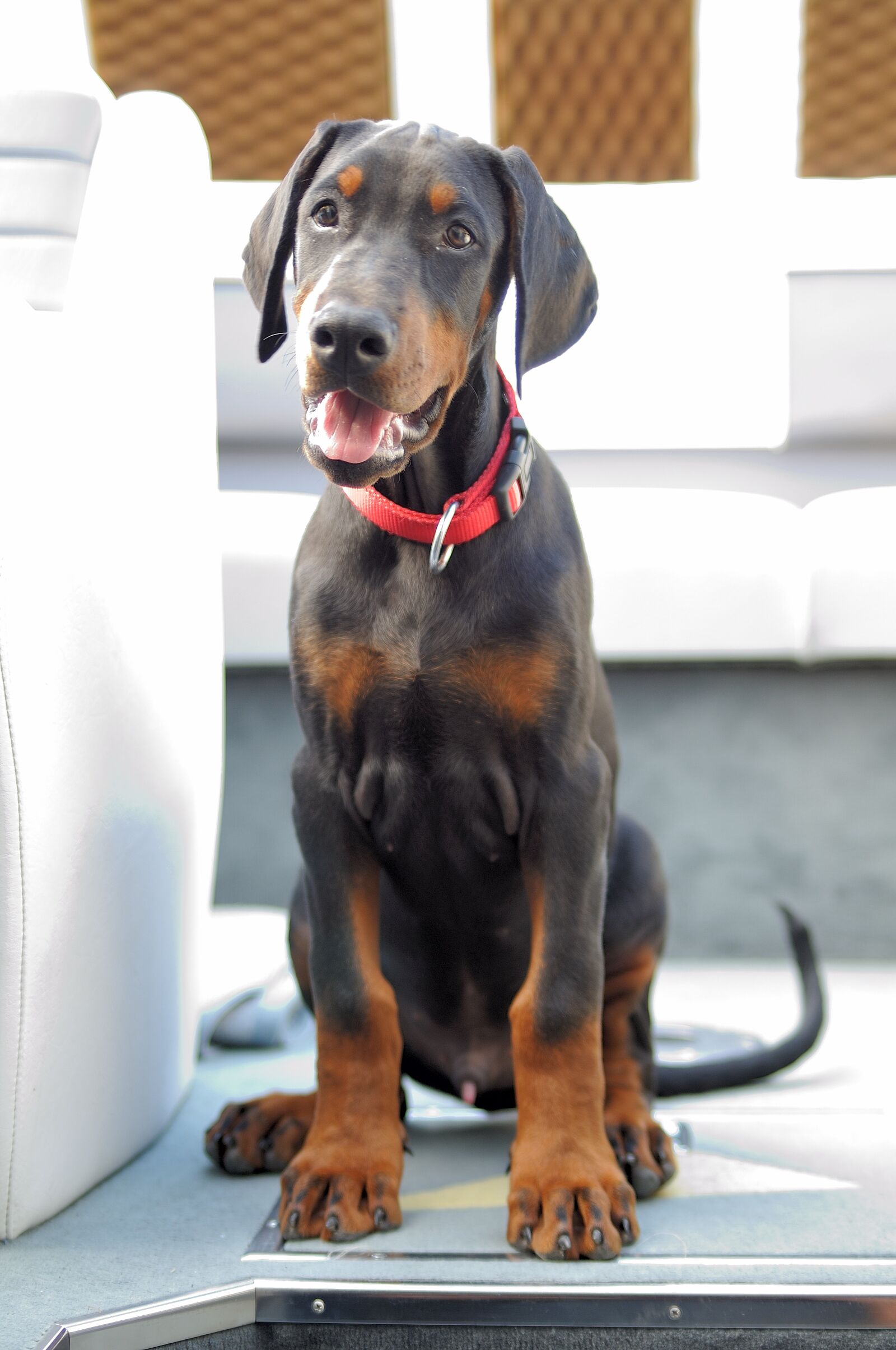 Nikon D300 sample photo. Dog, domestic, pet photography