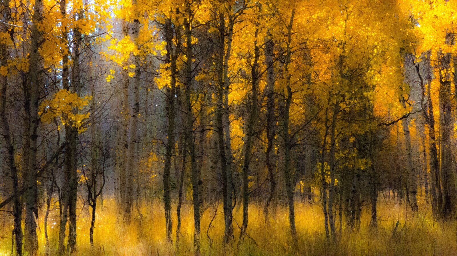 Panasonic Lumix DMC-FZ200 sample photo. Aspen, yellow, fall photography