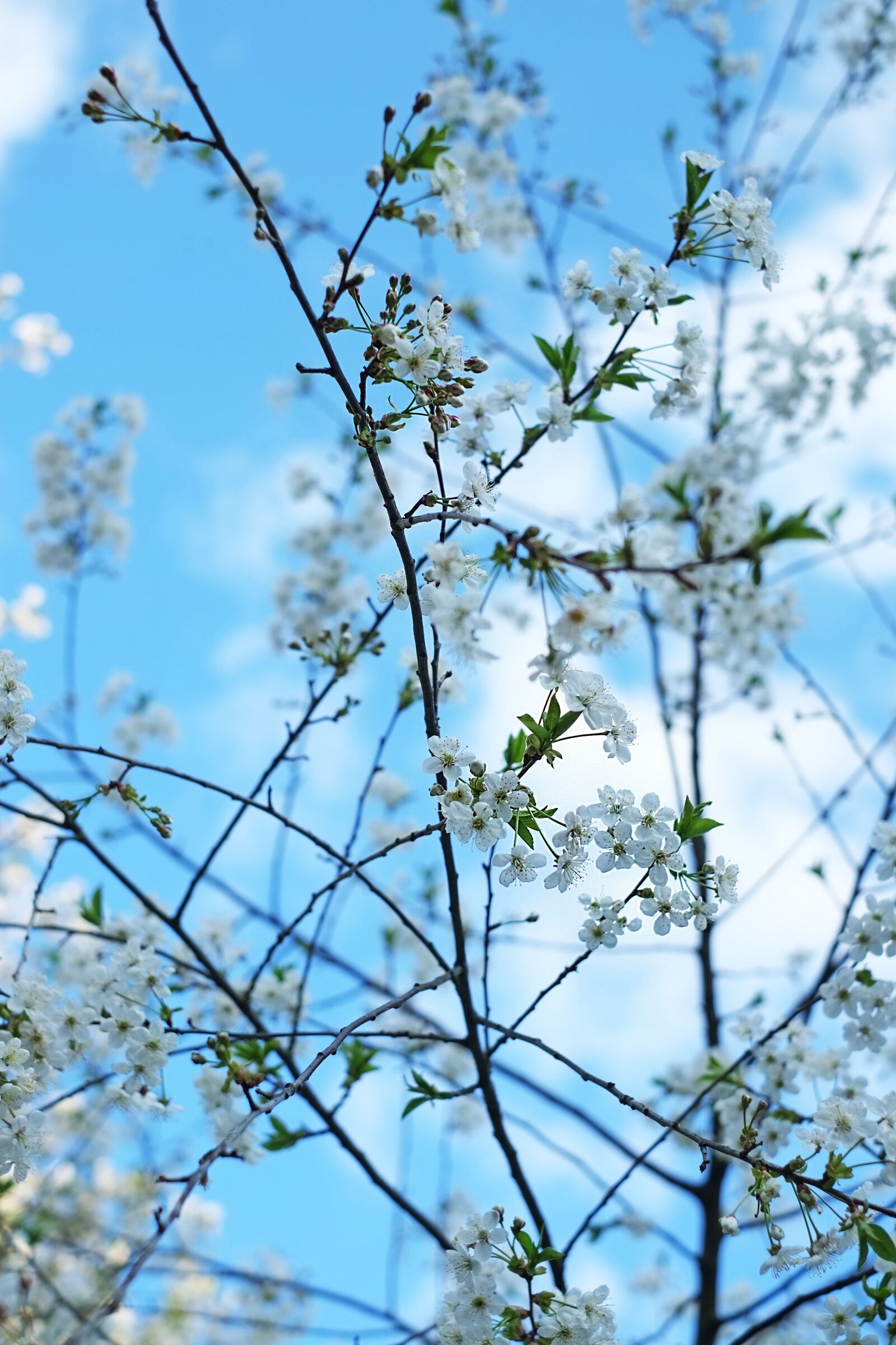 Fujifilm X-Pro1 sample photo. Color, flowers, spring photography