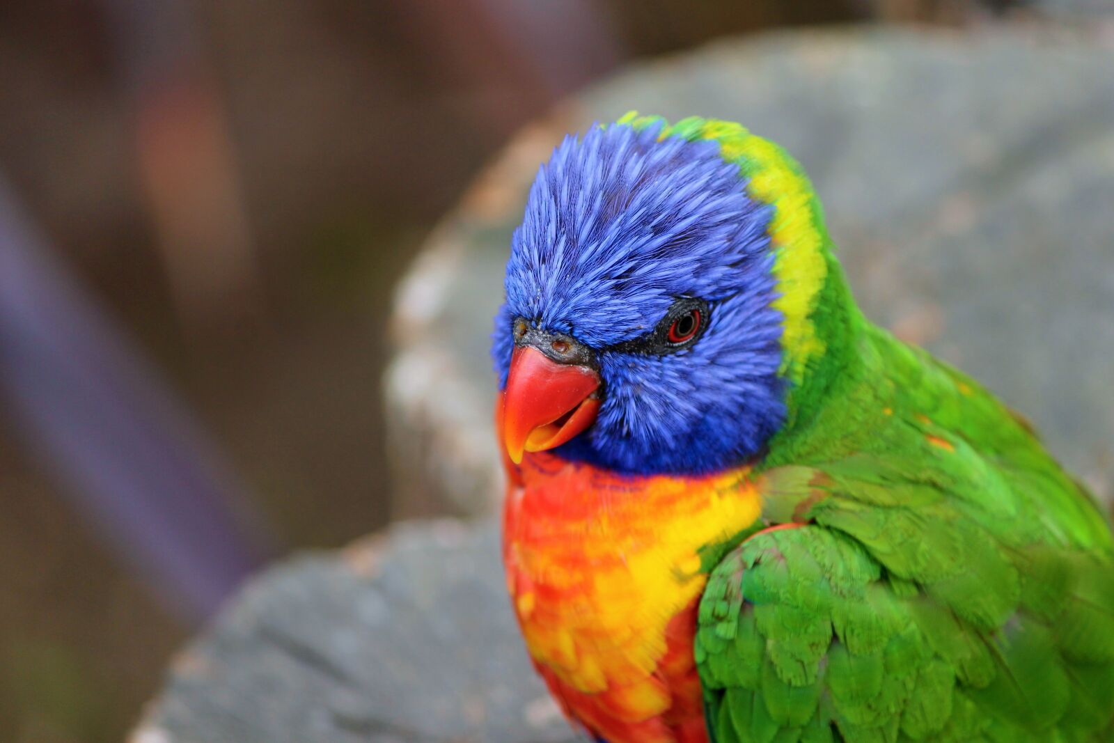 Canon EOS 1100D (EOS Rebel T3 / EOS Kiss X50) sample photo. Parrot, lorikeet, trichoglossus rainbow photography