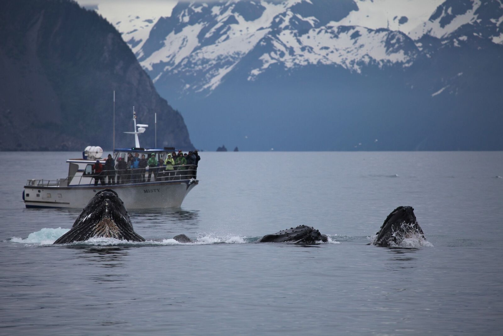 Canon EOS 5D Mark II sample photo. Humpback whale, breaching, feeding photography