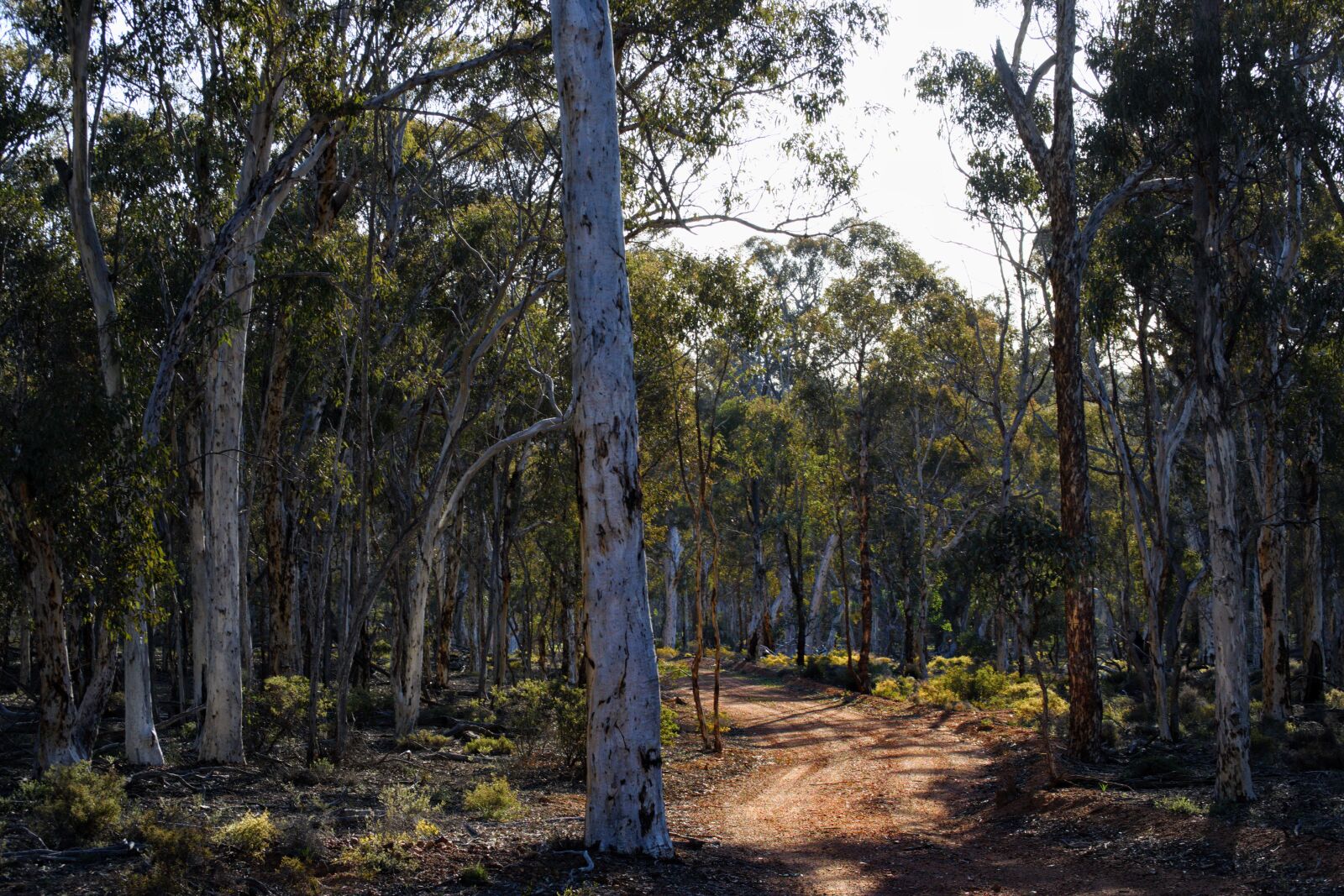 Nikon D3300 sample photo. Dryandra woodlands, forest, nature photography