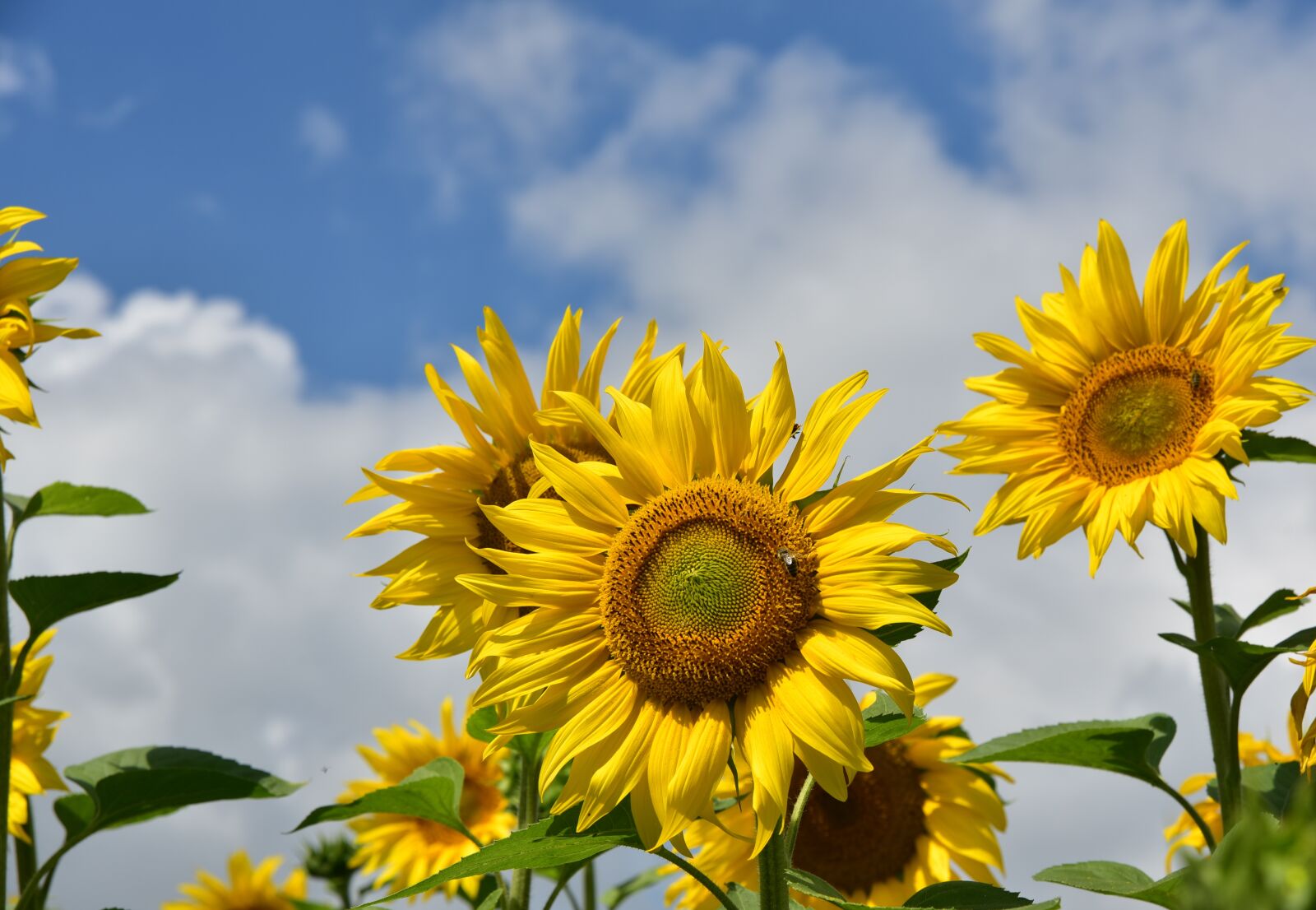 Nikon D750 sample photo. Sunflower, sunflower field, nature photography