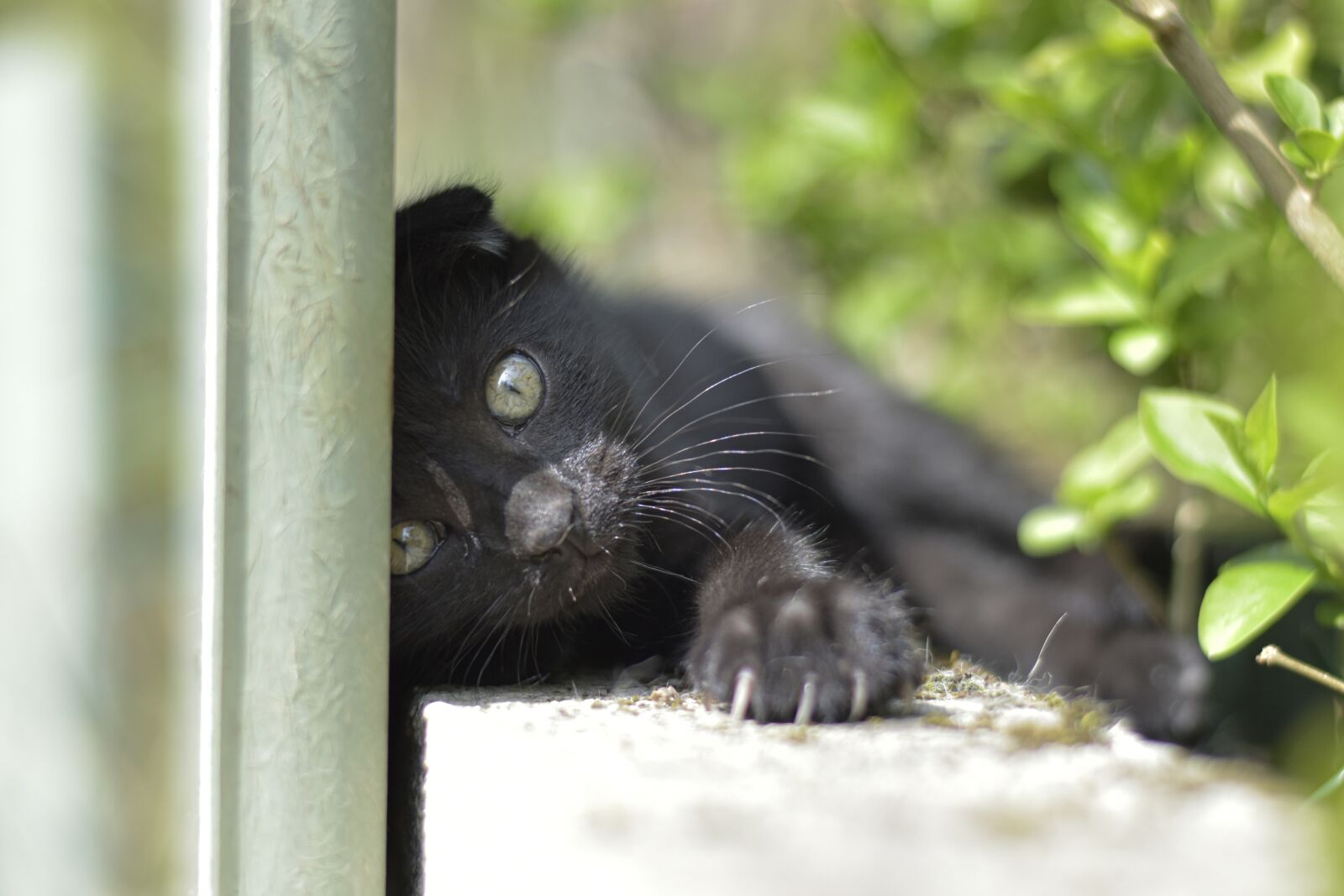 Nikon D5600 sample photo. Kitten, hidden, outside photography