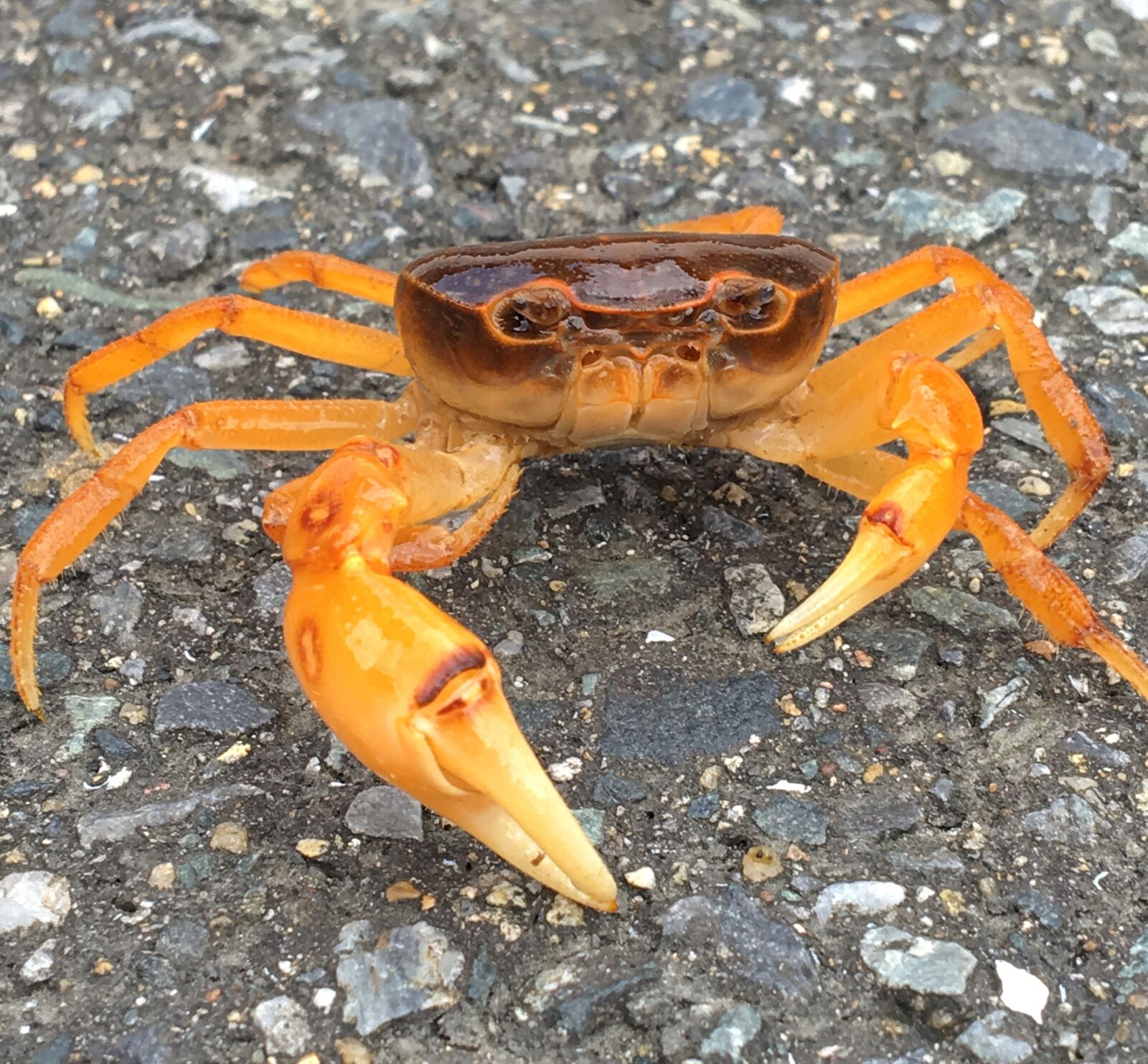 Apple iPhone 6s sample photo. Japanese freshwater crab, crab photography