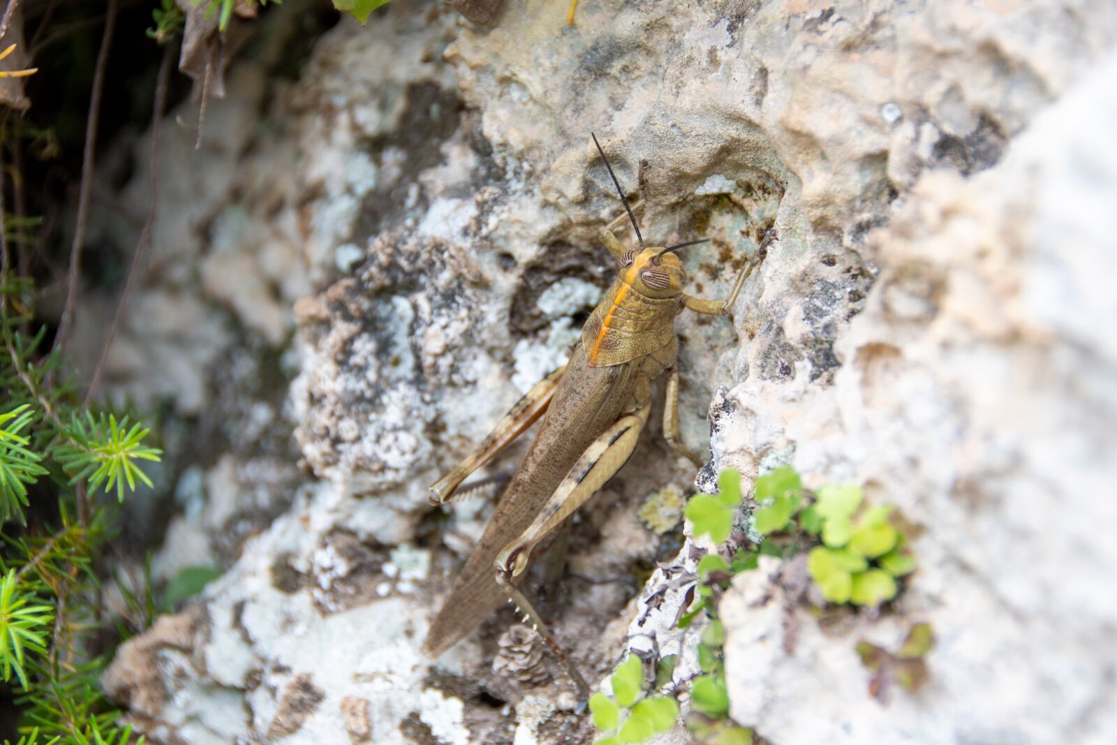 Nikon D500 sample photo. Cricket, tettigonia viridissima, insect photography