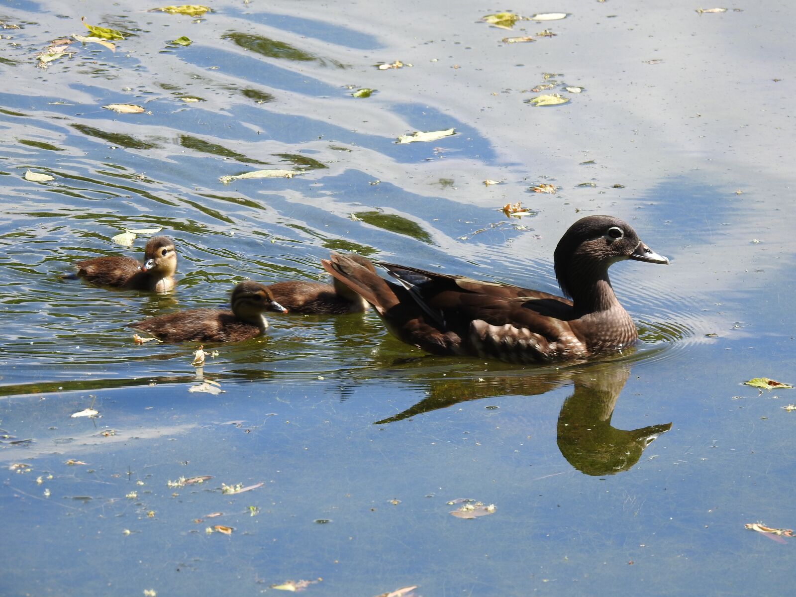 Nikon Coolpix P900 sample photo. Duck, ducks, bird photography