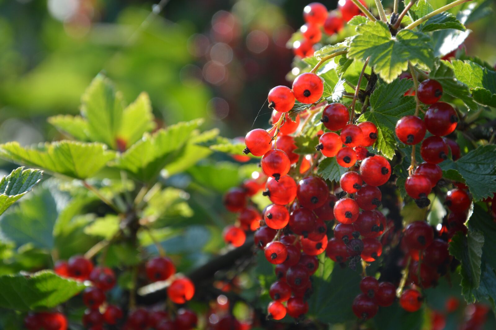 Nikon D5200 sample photo. Currants, redcurrants, garden photography